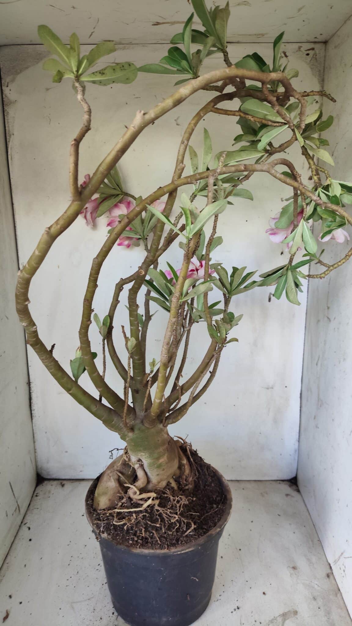 Planta Simples 2722 – 60cm – 05 anos