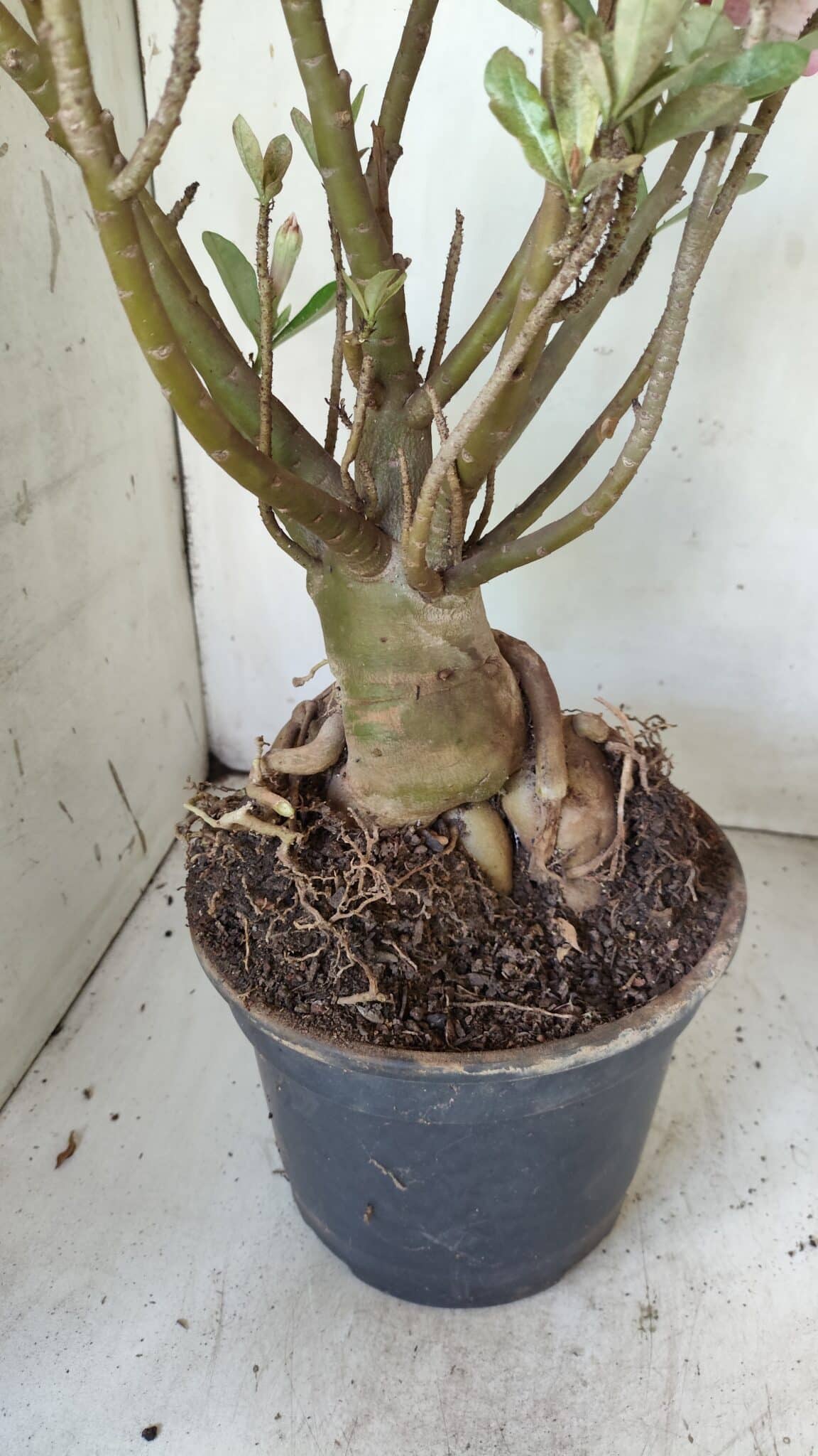 Planta Simples 2722 – 60cm – 05 anos
