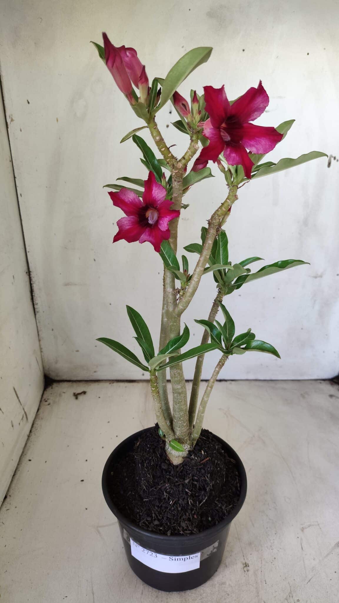 Planta Simples 2723 – 30cm – 02 anos