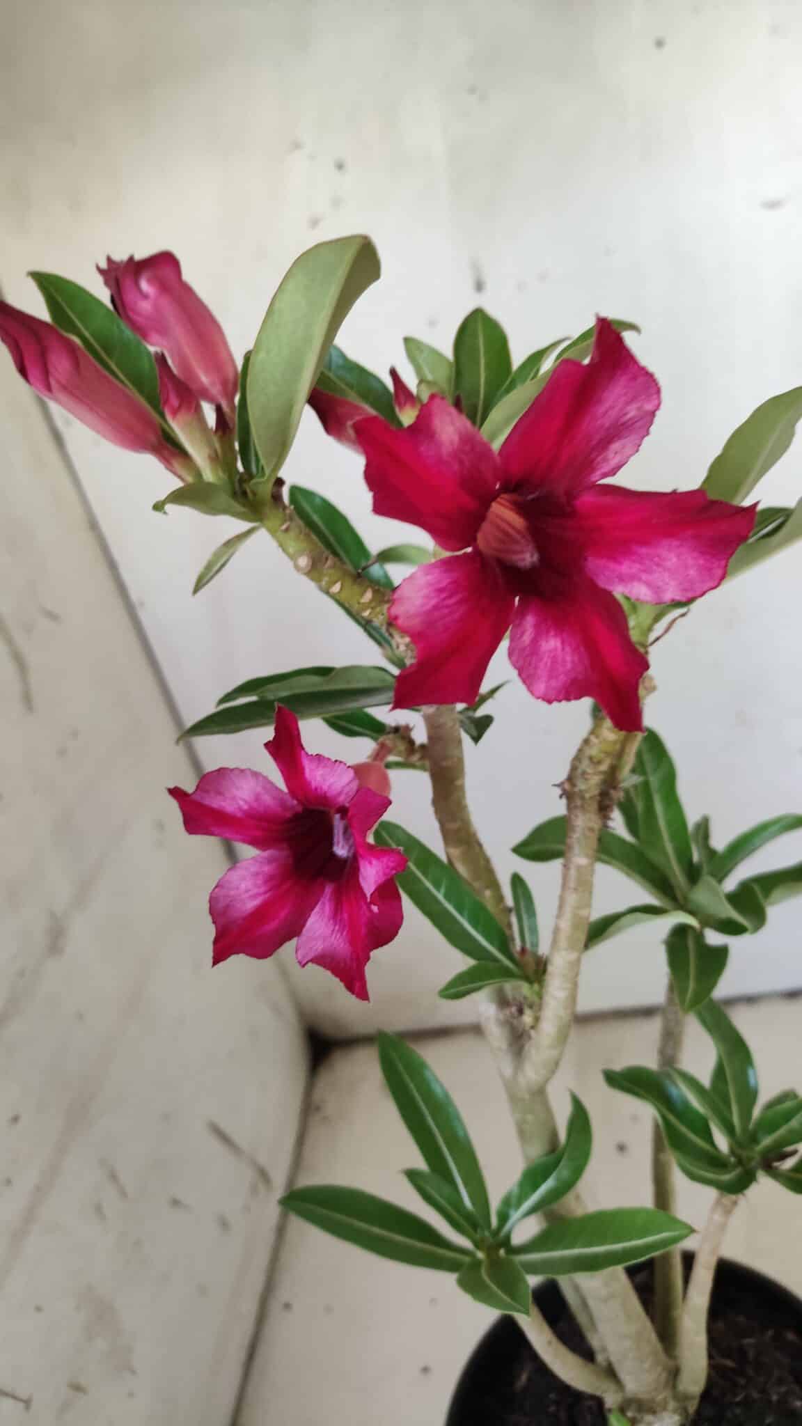 Planta Simples 2723 – 30cm – 02 anos