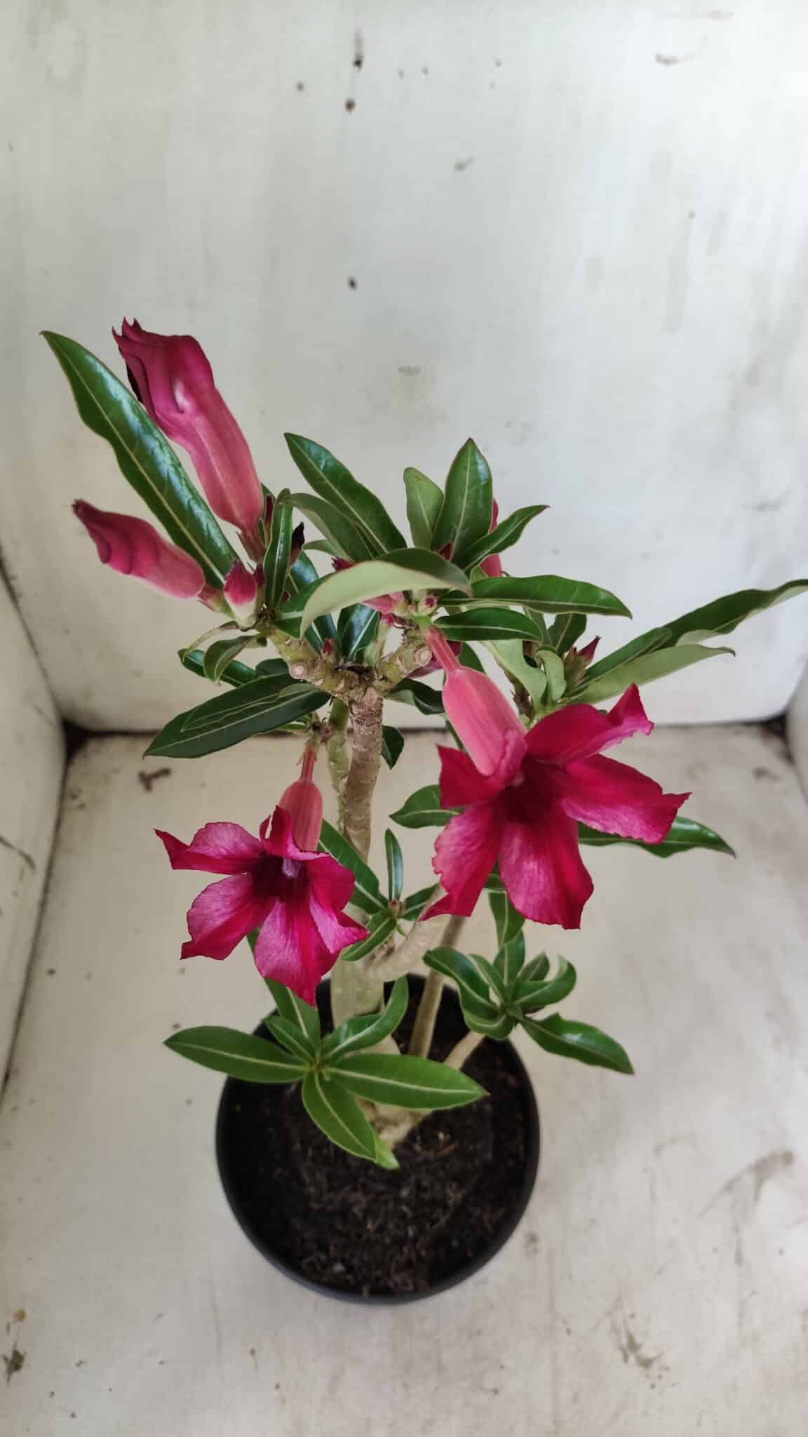Planta Simples 2723 – 30cm – 02 anos