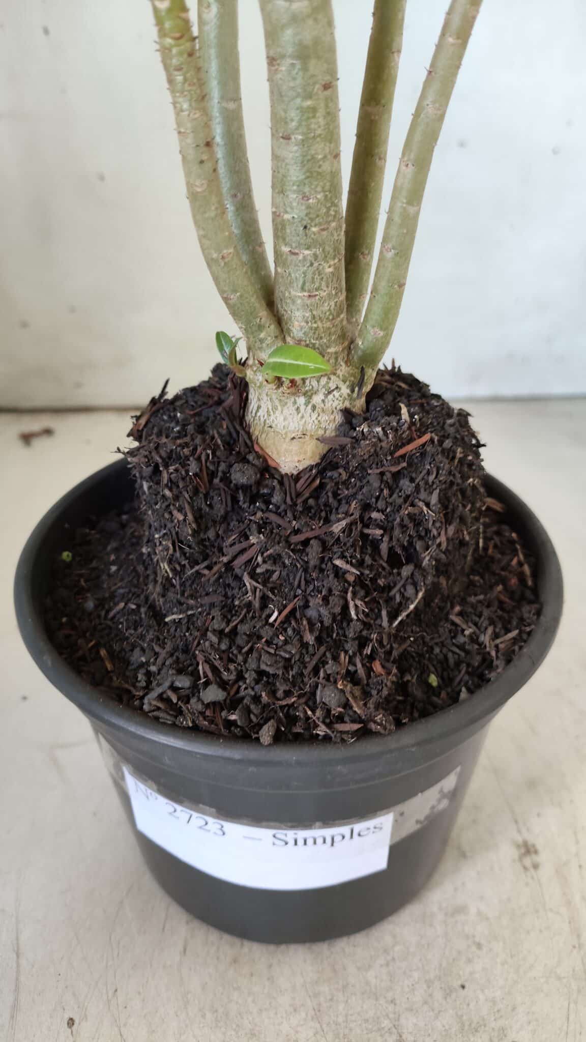 Planta Simples 2723 – 30cm – 02 anos