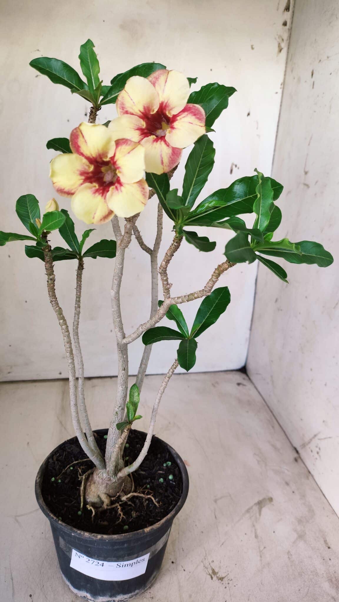Planta Simples 2724 – 30cm – 02 anos