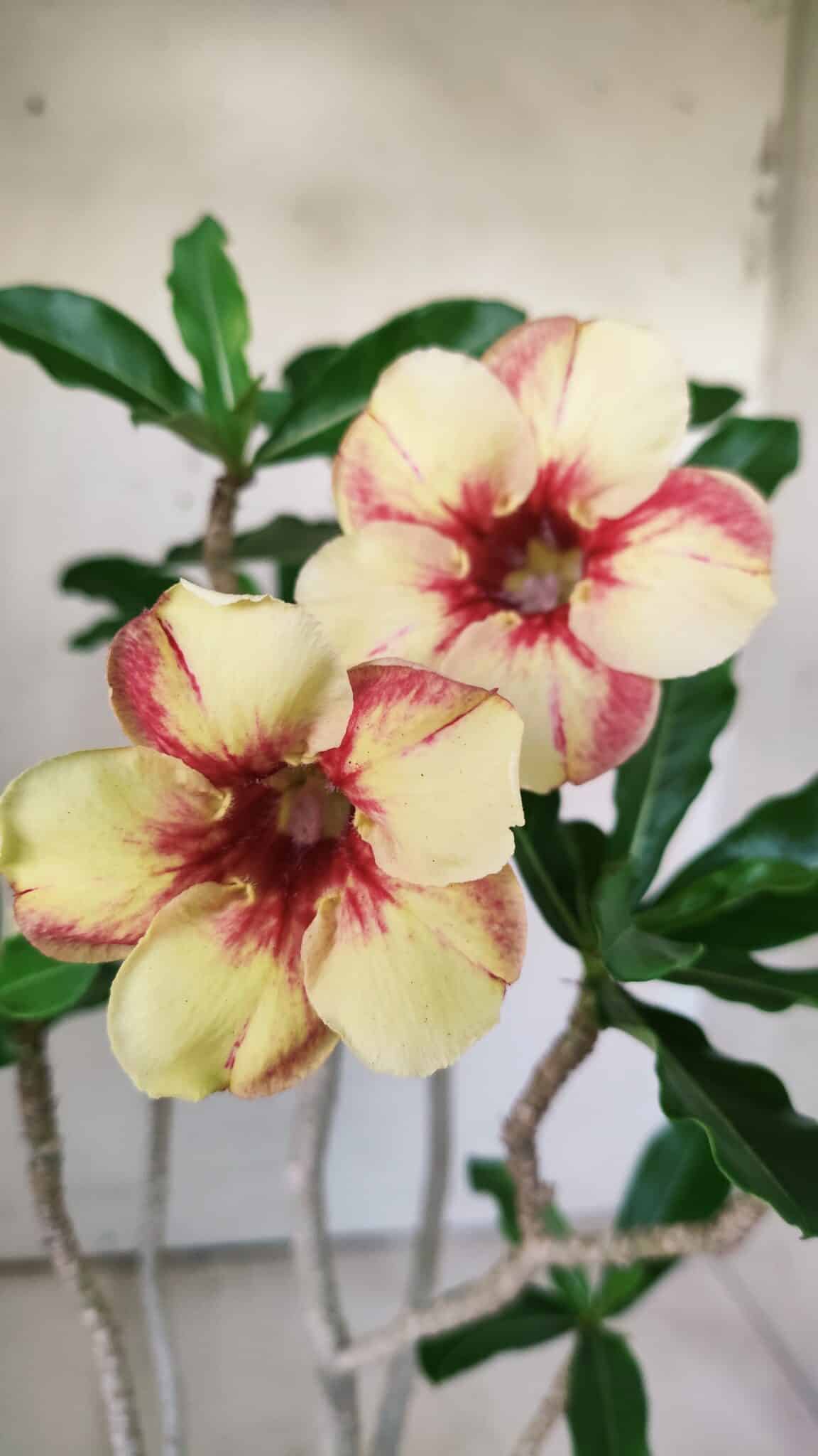 Planta Simples 2724 – 30cm – 02 anos
