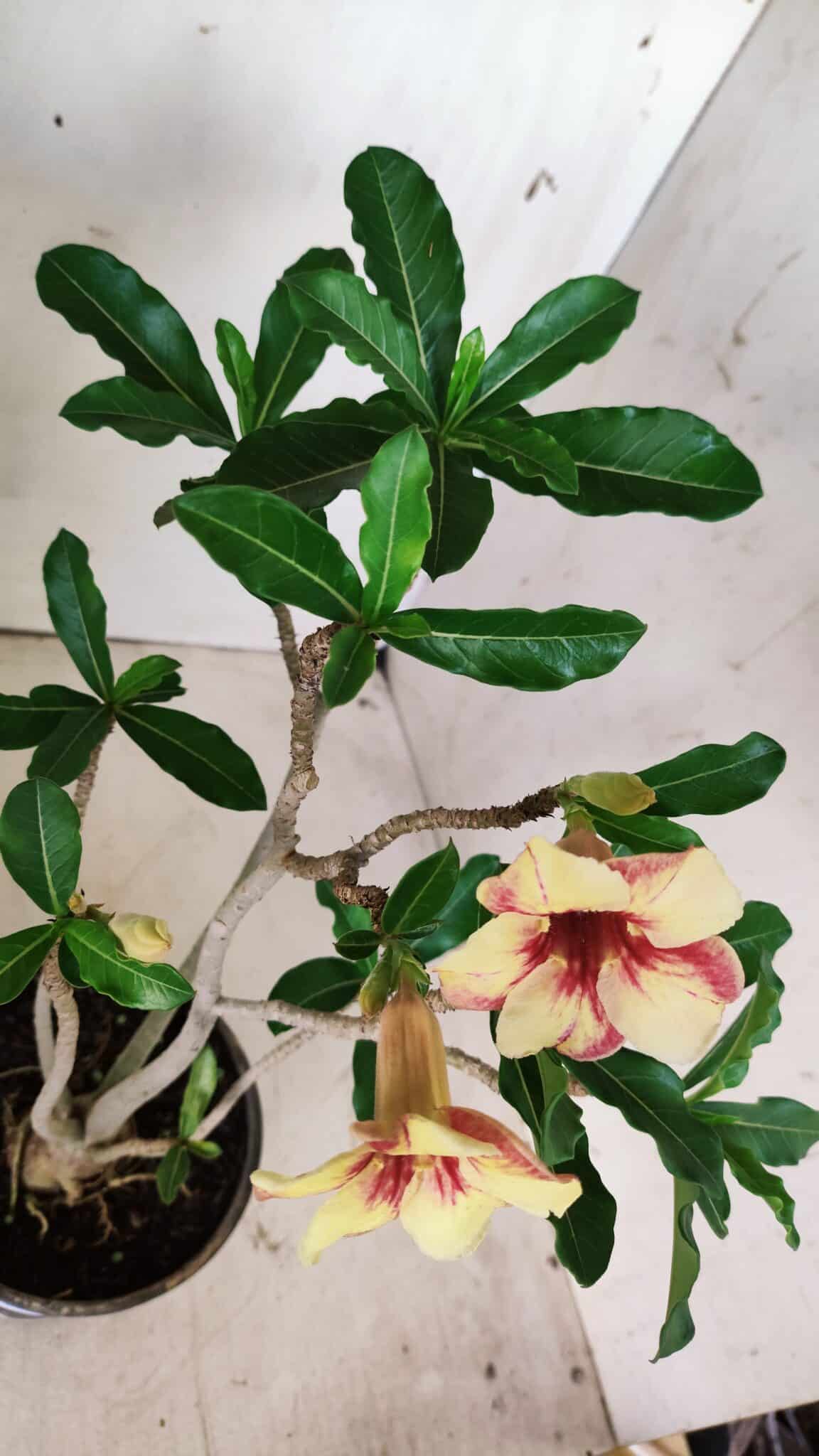 Planta Simples 2724 – 30cm – 02 anos