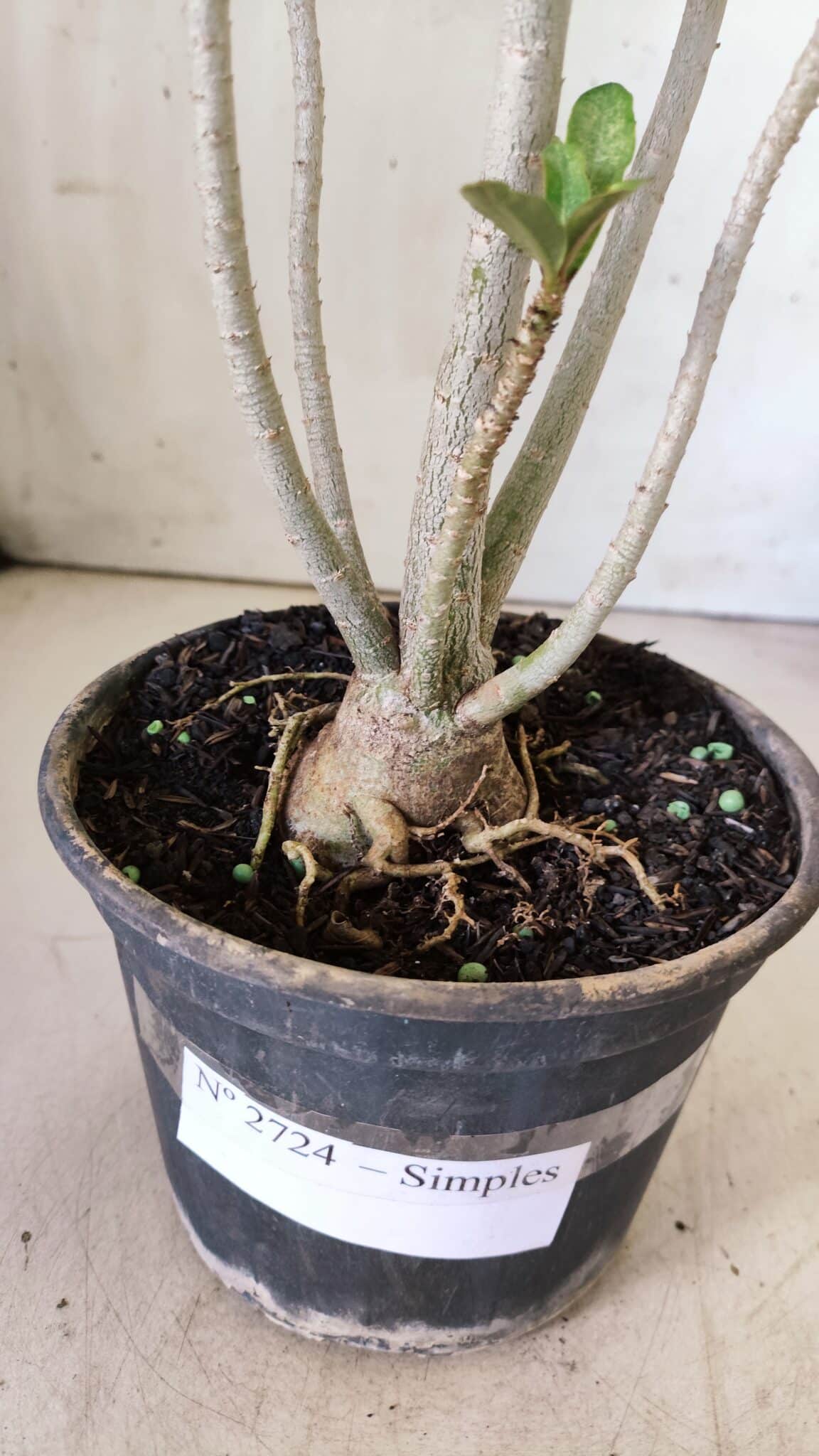 Planta Simples 2724 – 30cm – 02 anos