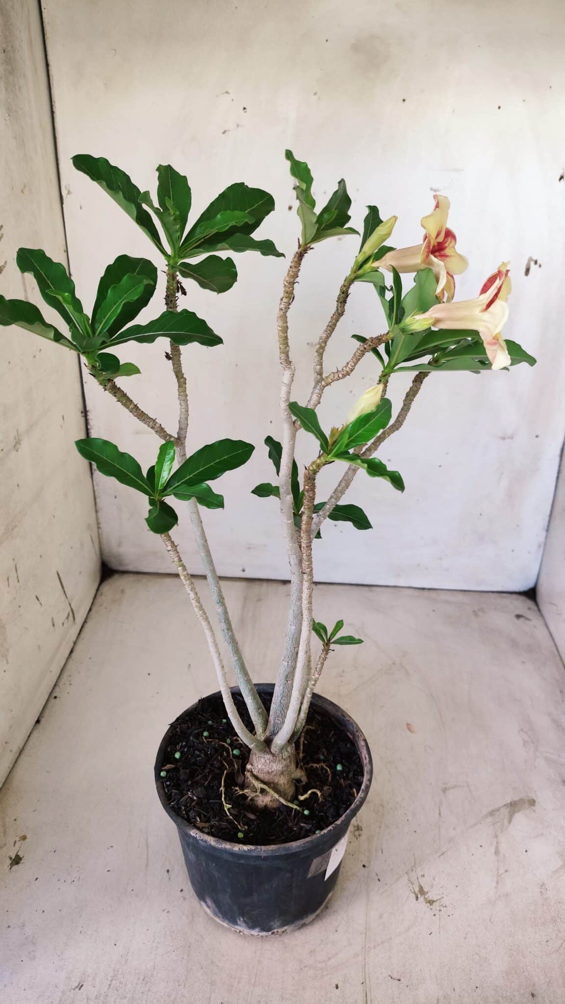 Planta Simples 2724 – 30cm – 02 anos