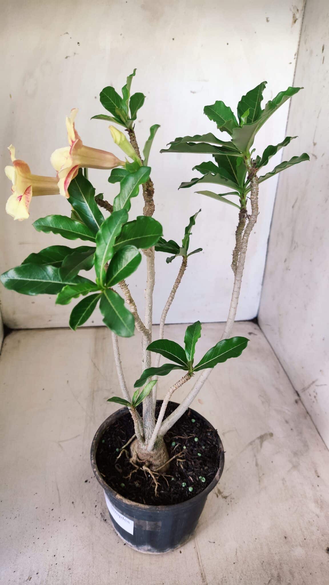 Planta Simples 2724 – 30cm – 02 anos