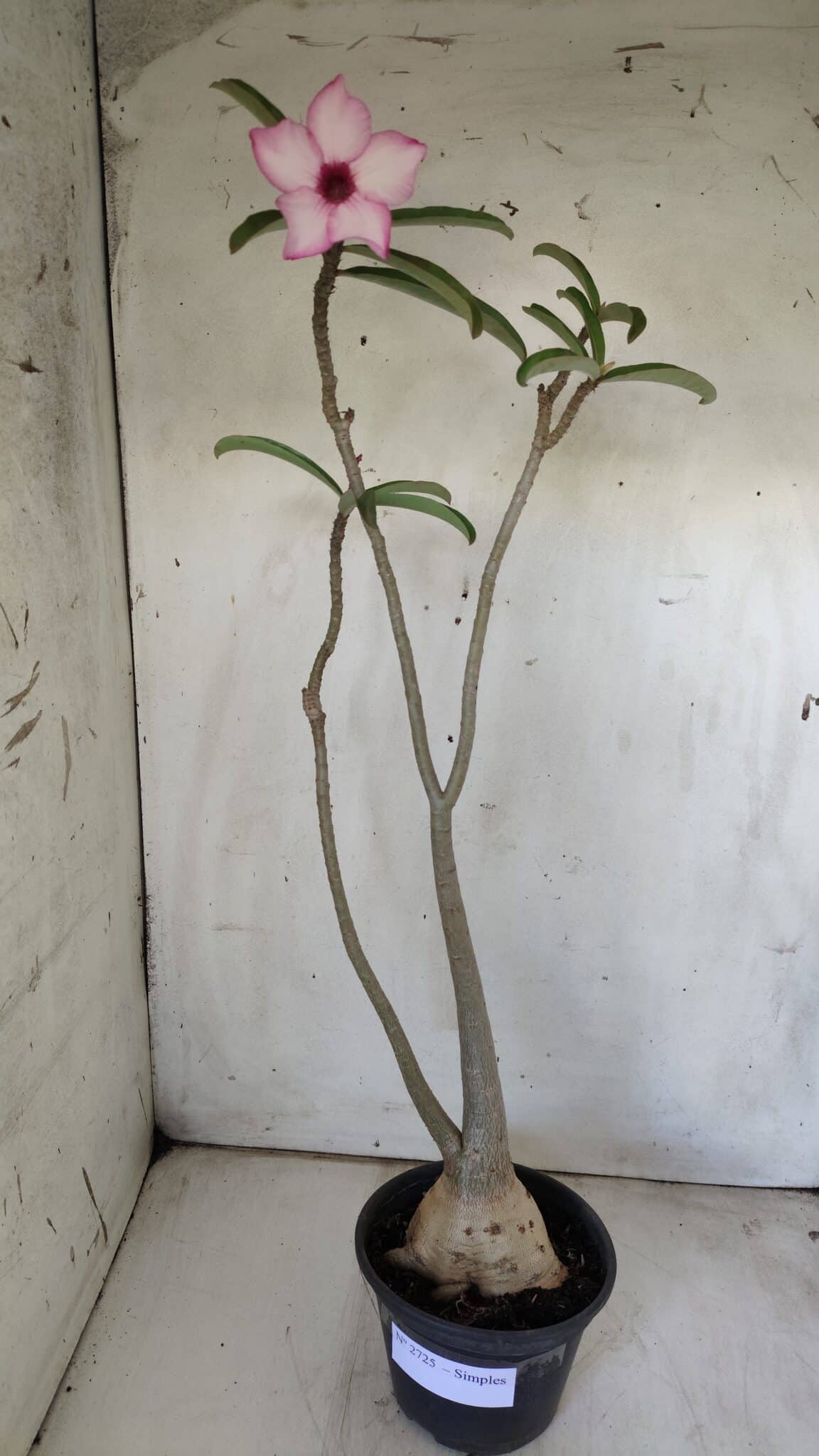 Planta Simples 2725 – 40cm – 03 anos
