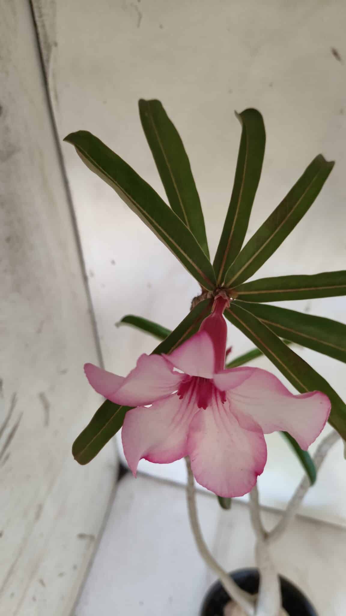Planta Simples 2725 – 40cm – 03 anos