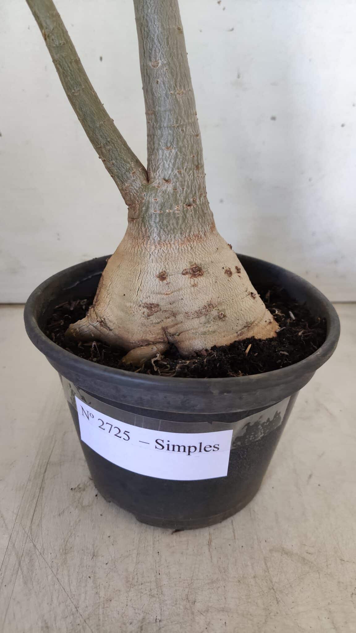Planta Simples 2725 – 40cm – 03 anos