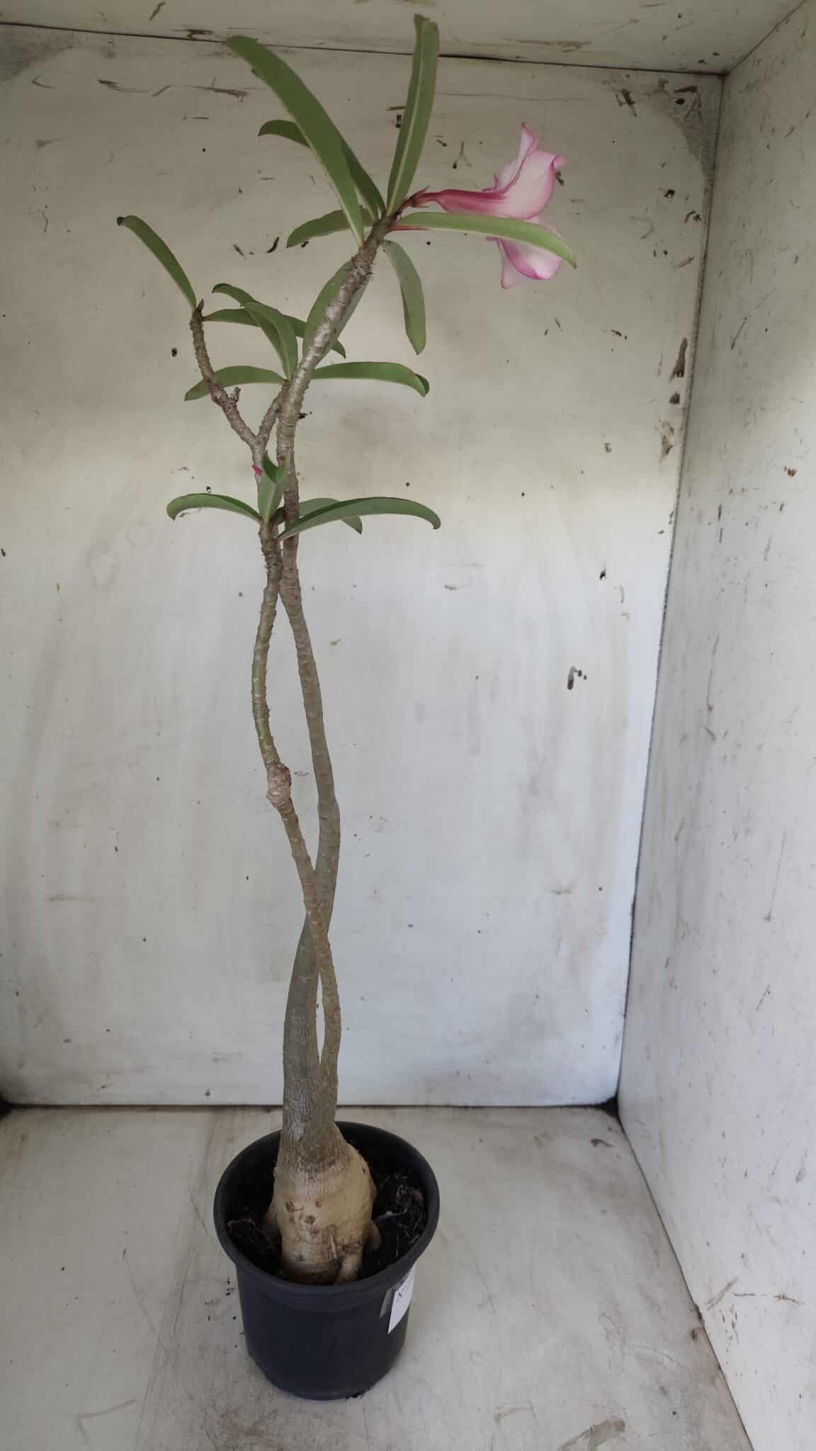 Planta Simples 2725 – 40cm – 03 anos