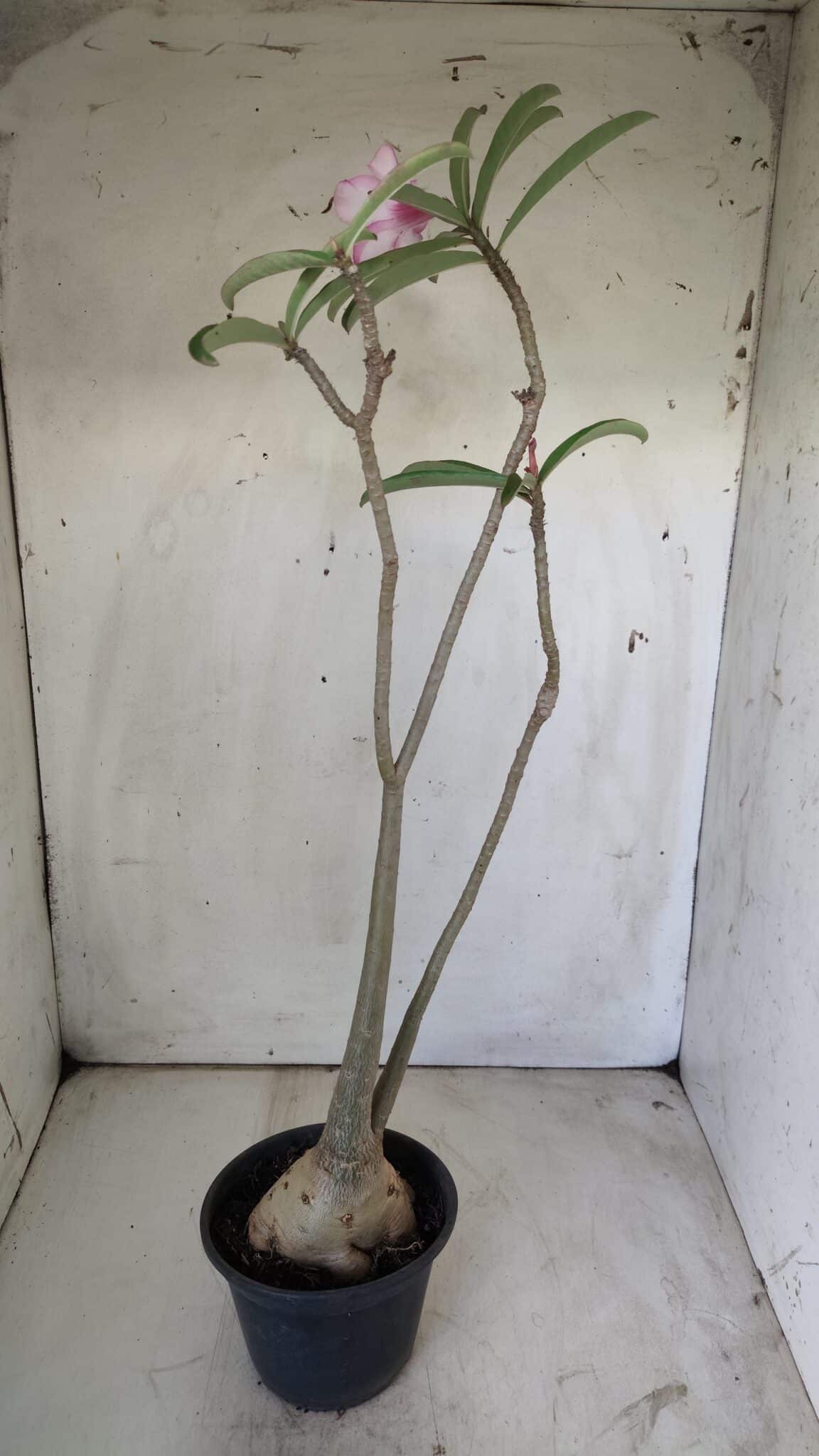 Planta Simples 2725 – 40cm – 03 anos