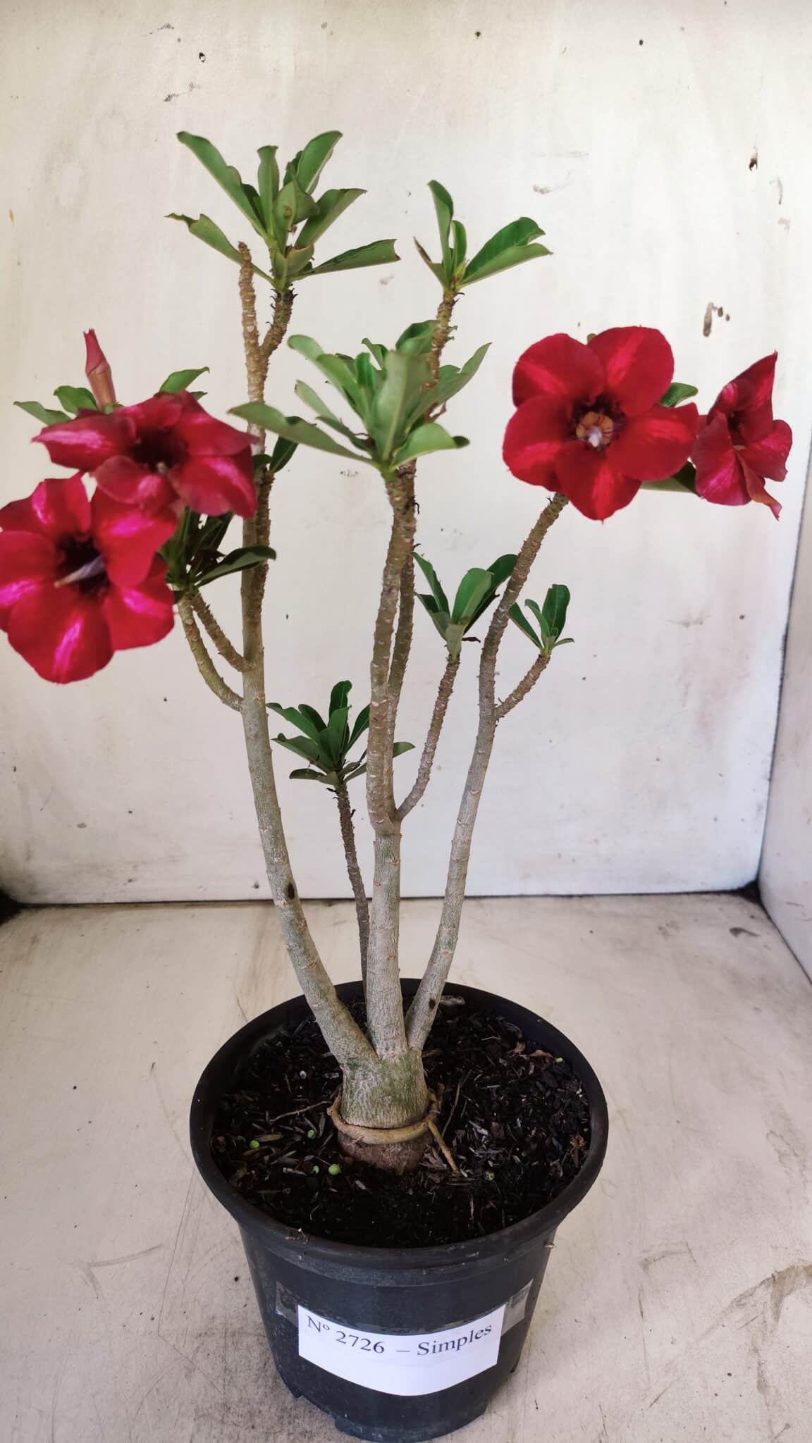 Planta Simples 2726 – 30cm – 02 anos