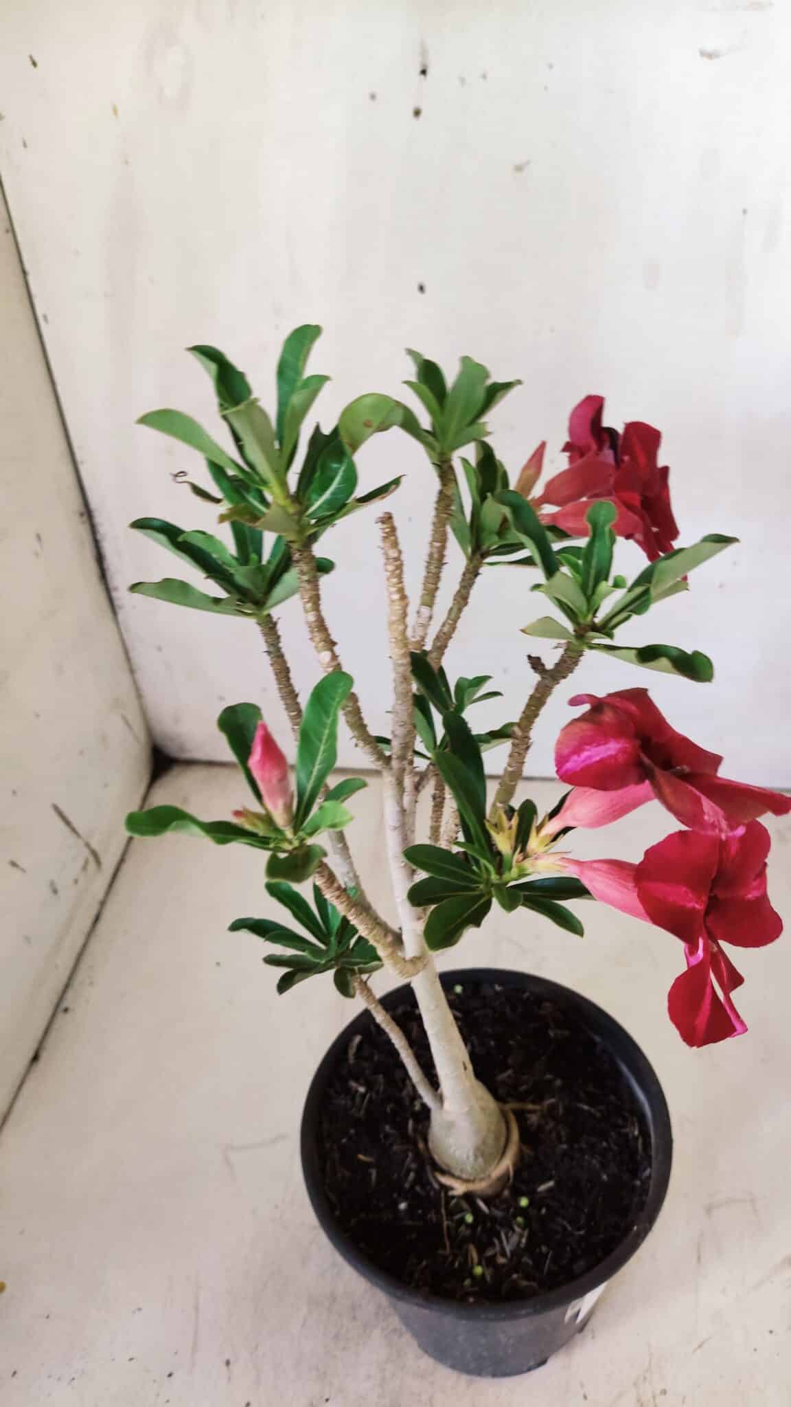 Planta Simples 2726 – 30cm – 02 anos