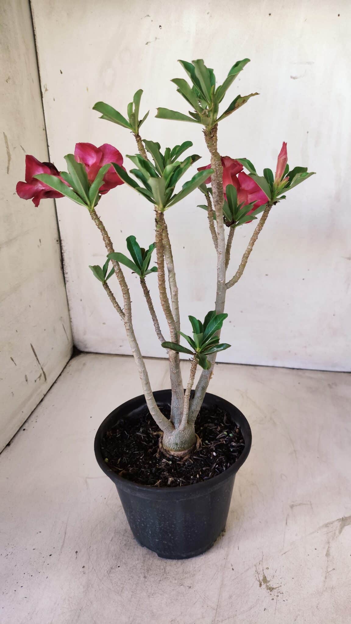 Planta Simples 2726 – 30cm – 02 anos