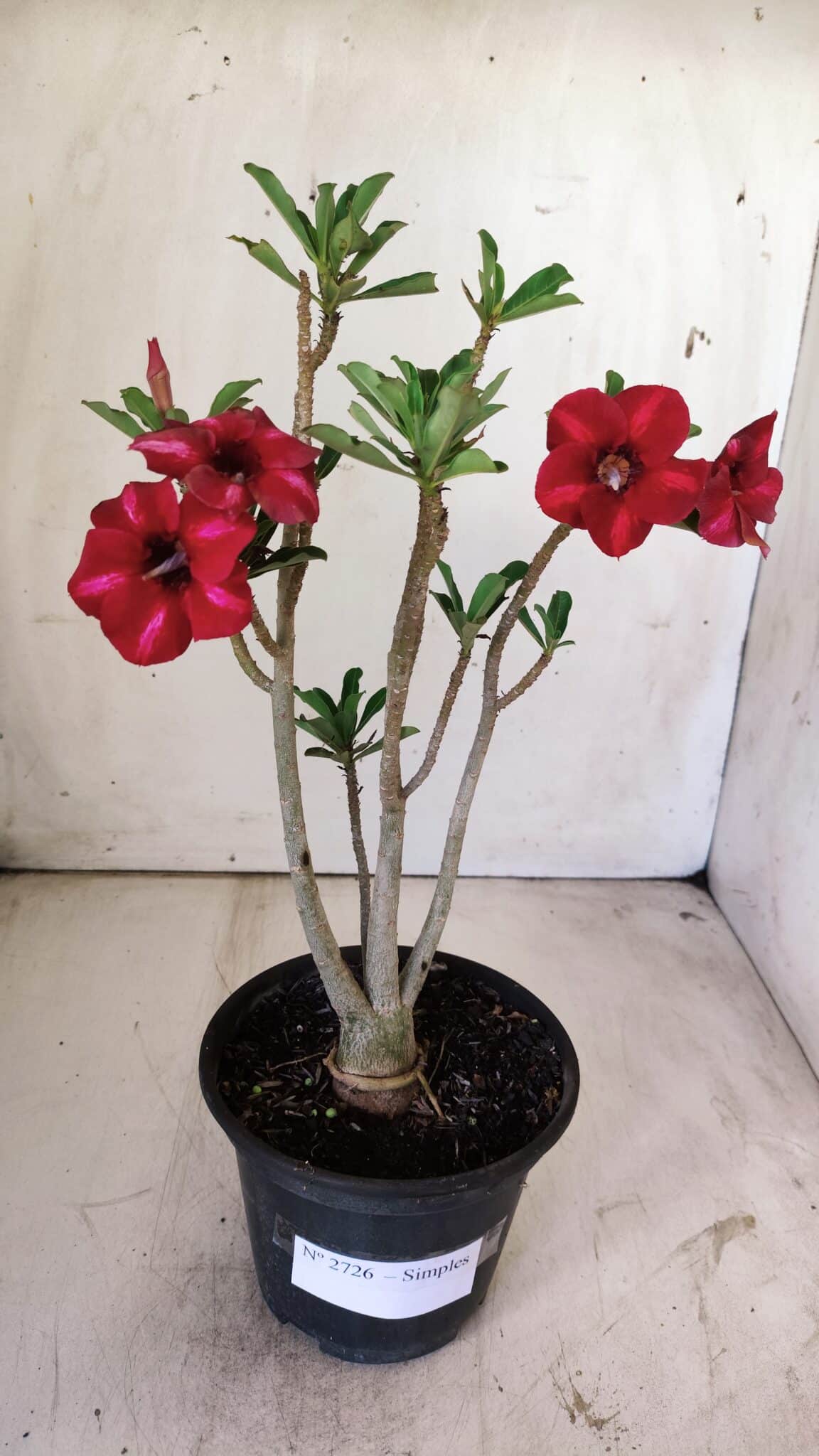 Planta Simples 2726 – 30cm – 02 anos