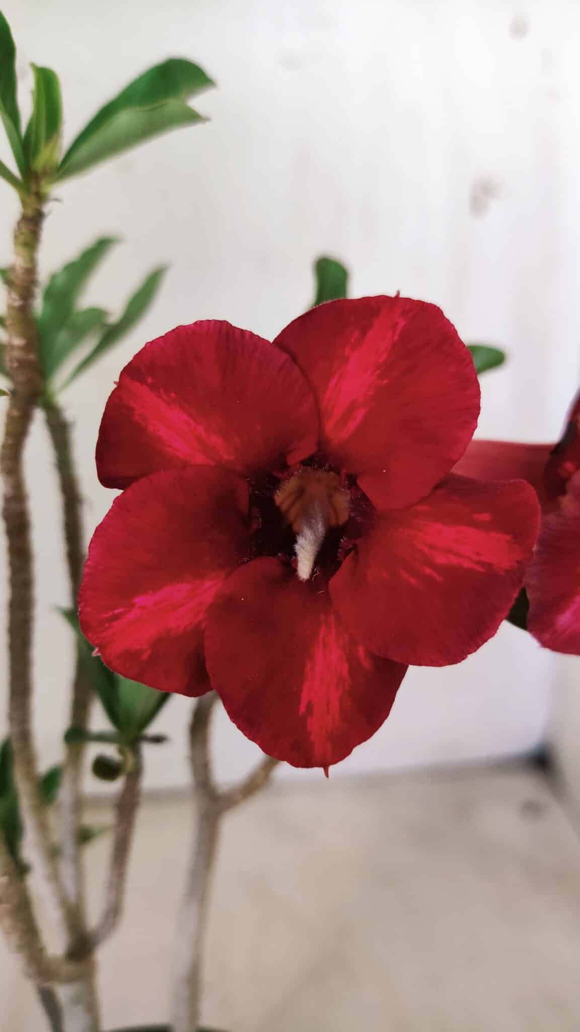 Planta Simples 2726 – 30cm – 02 anos