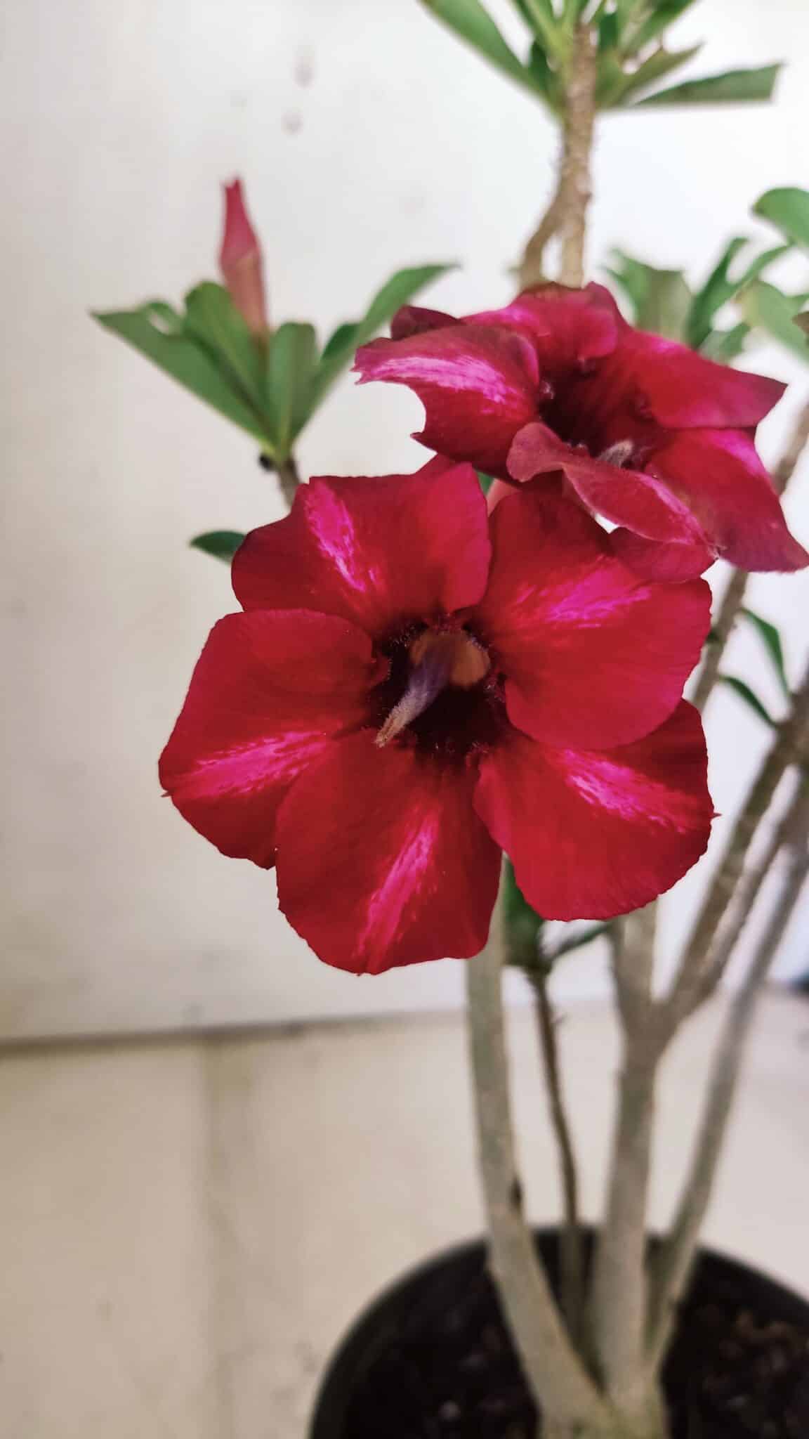 Planta Simples 2726 – 30cm – 02 anos