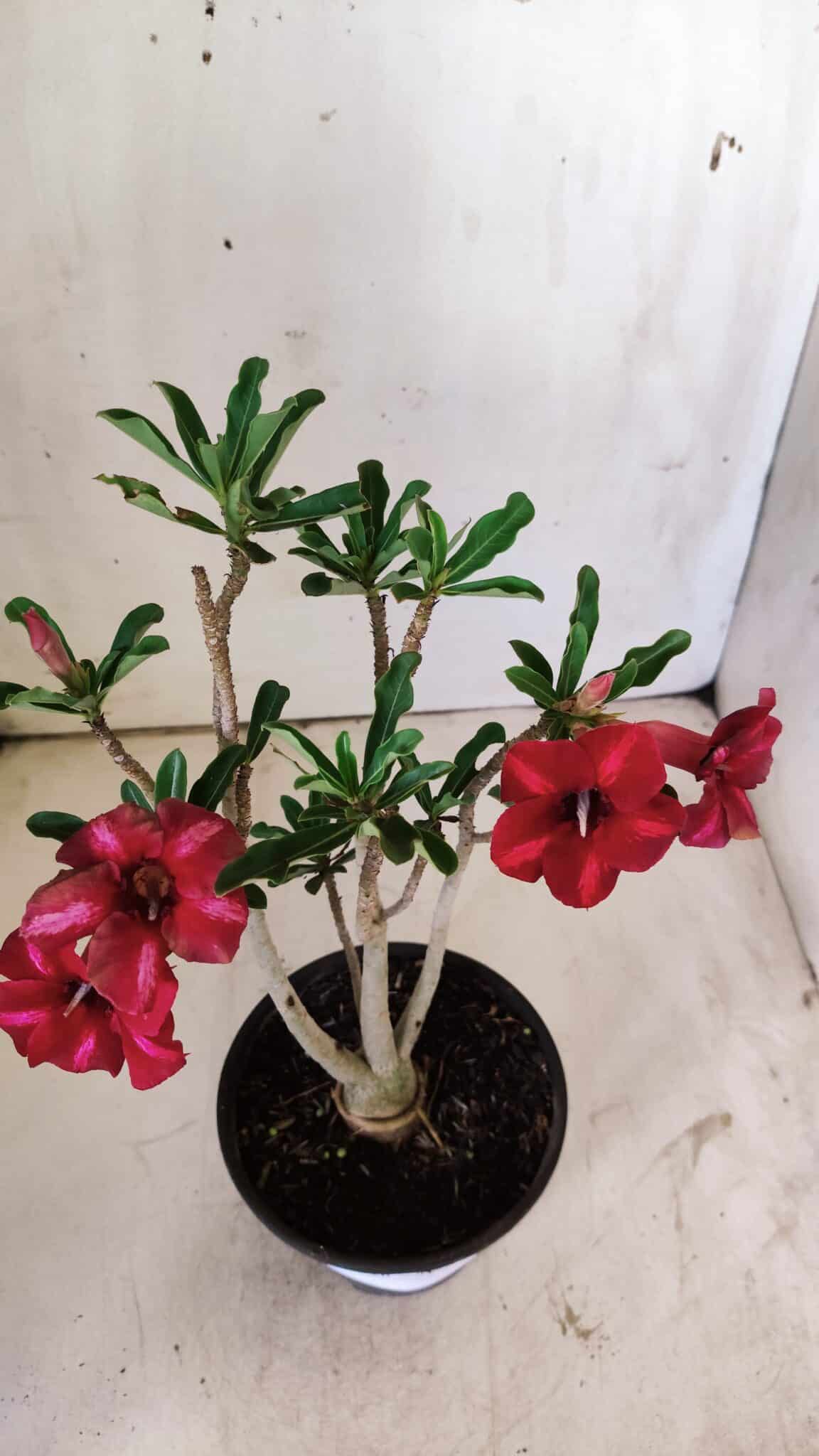 Planta Simples 2726 – 30cm – 02 anos