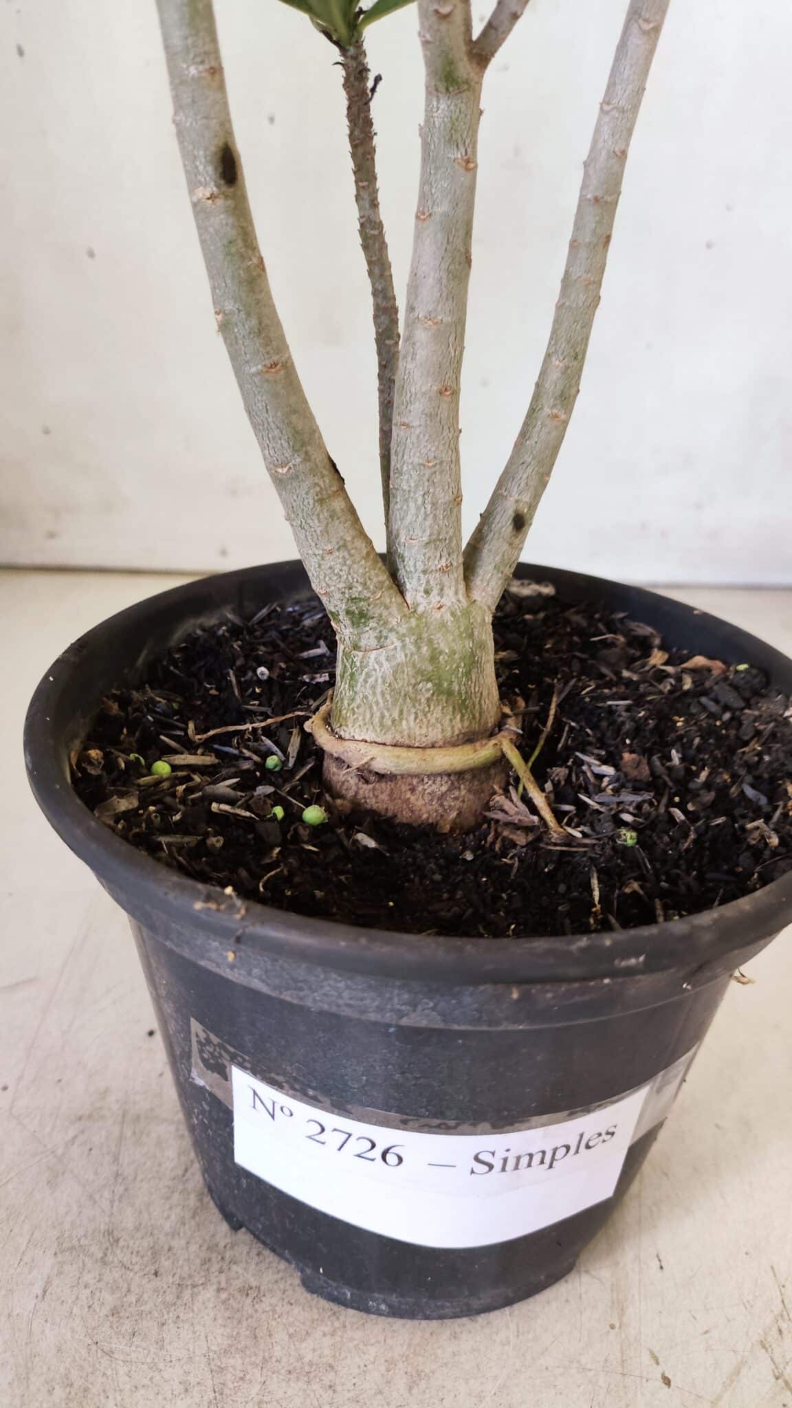 Planta Simples 2726 – 30cm – 02 anos