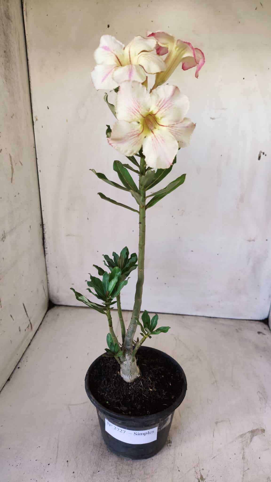 Planta Simples 2727 – 30cm – 02 anos