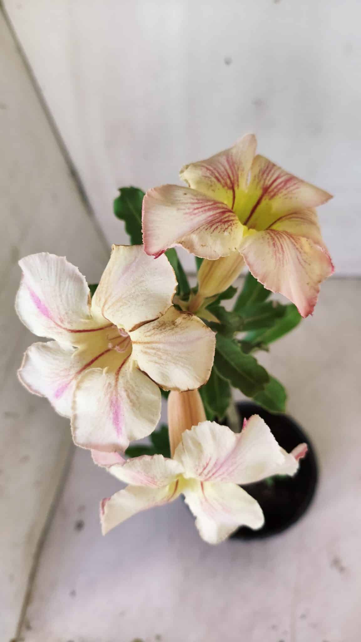 Planta Simples 2727 – 30cm – 02 anos