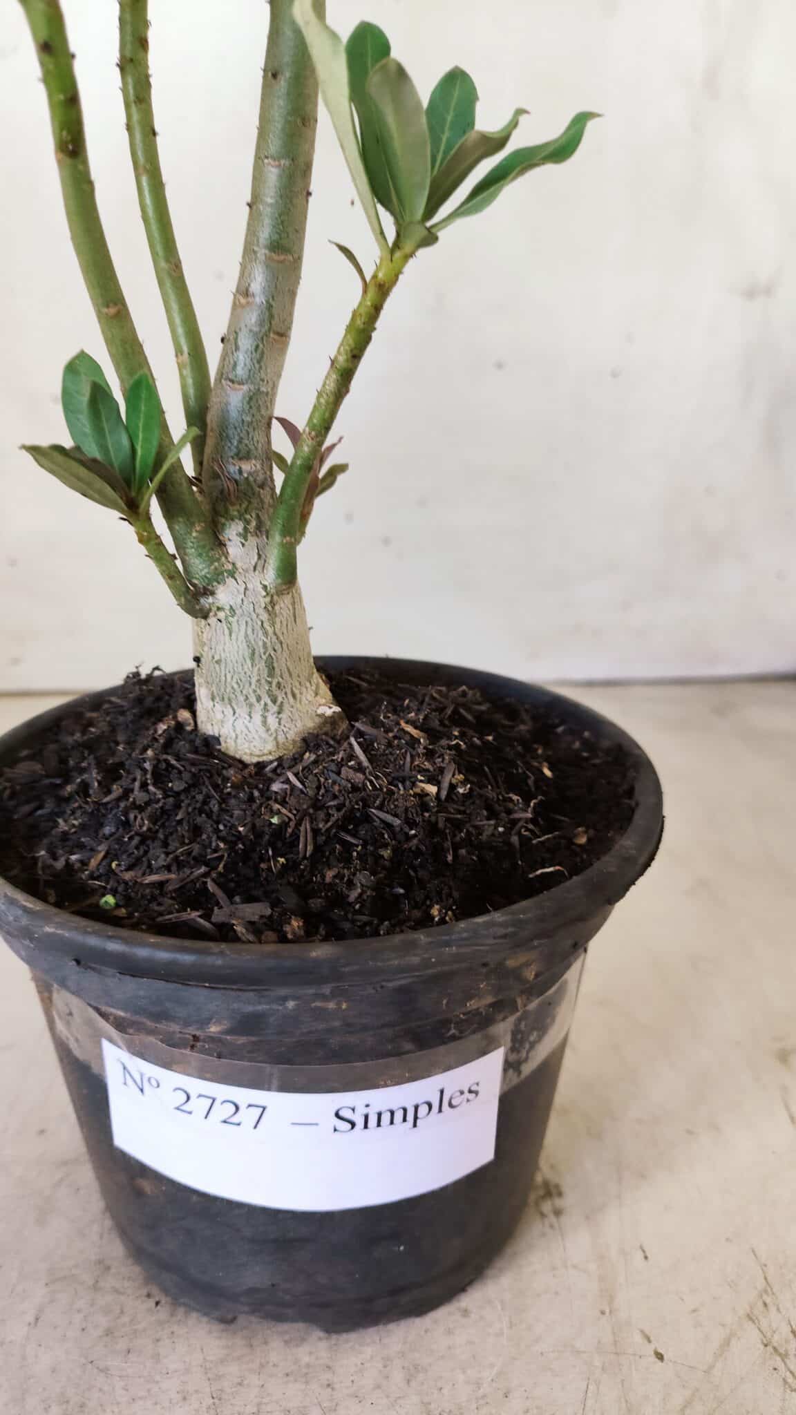 Planta Simples 2727 – 30cm – 02 anos