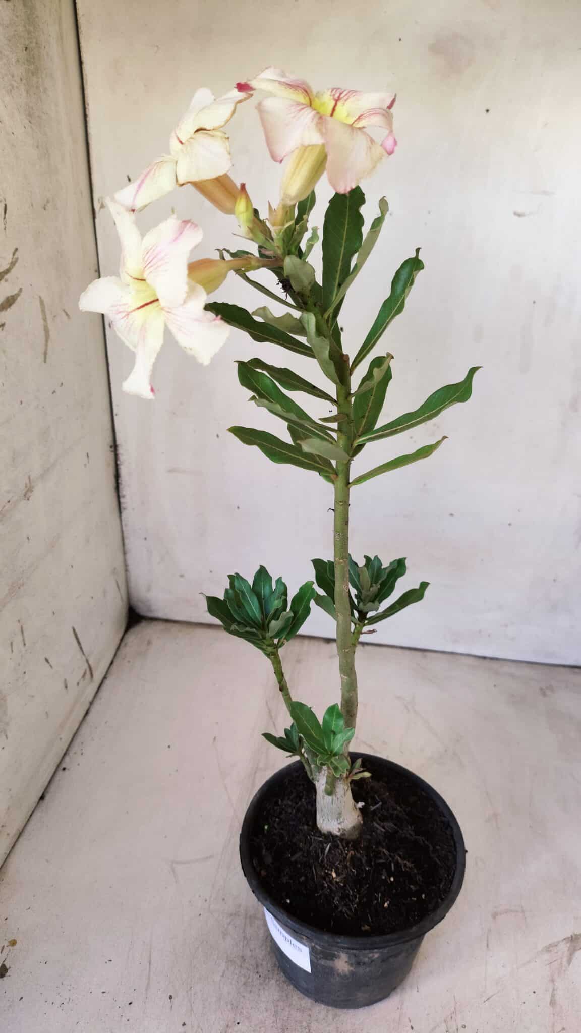 Planta Simples 2727 – 30cm – 02 anos