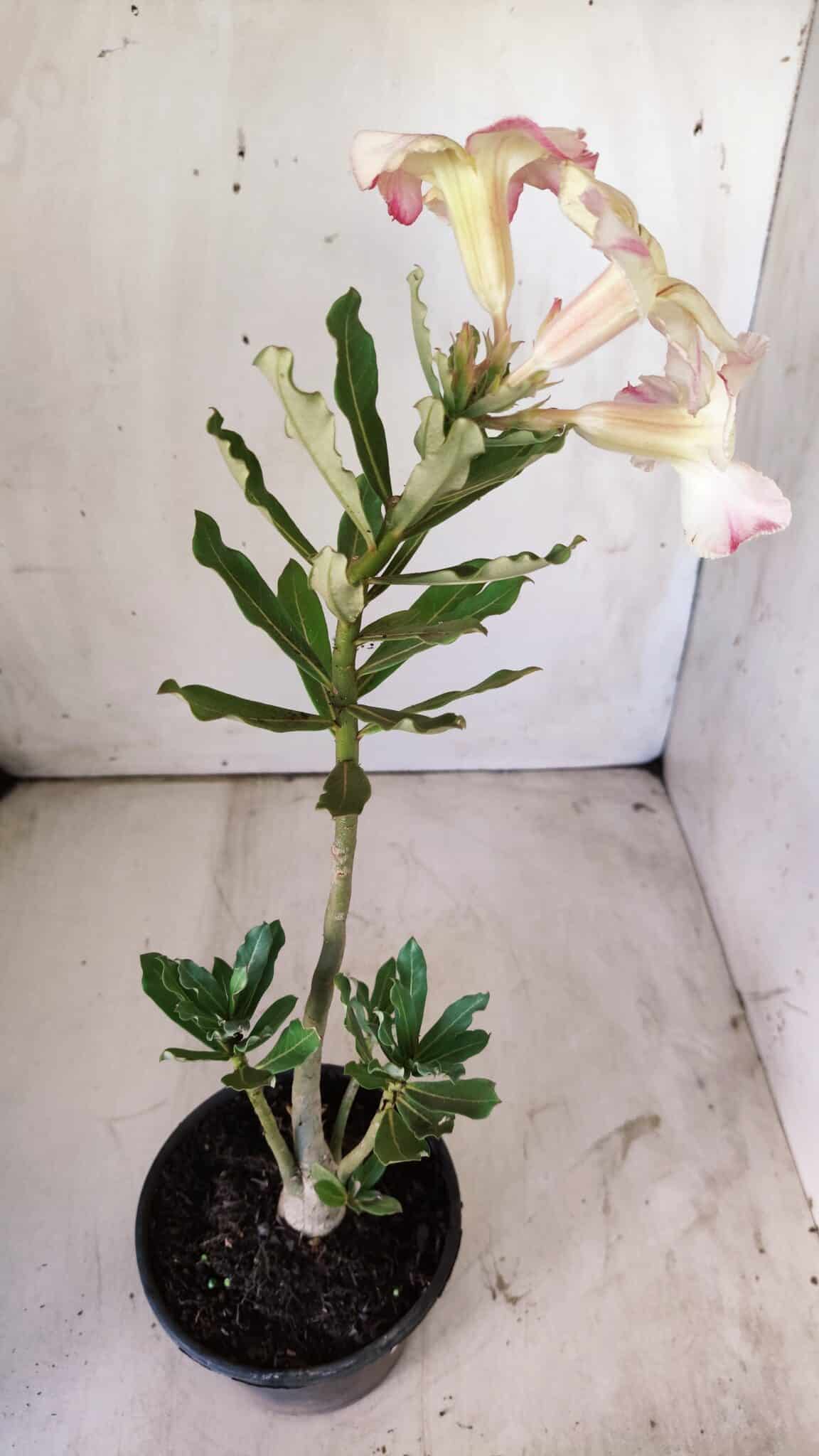 Planta Simples 2727 – 30cm – 02 anos