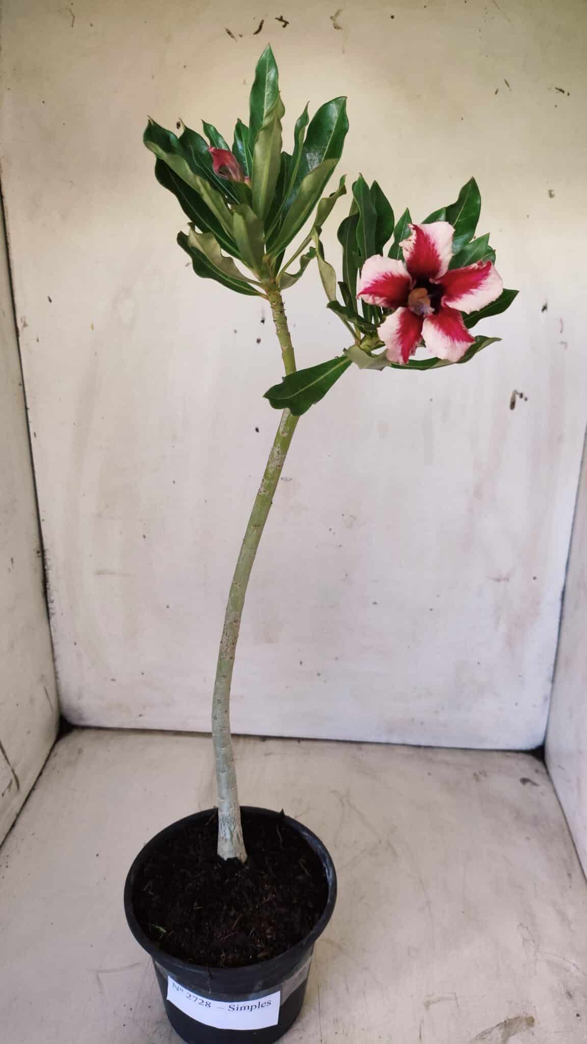 Planta Simples 2728 – 30cm – 02 anos