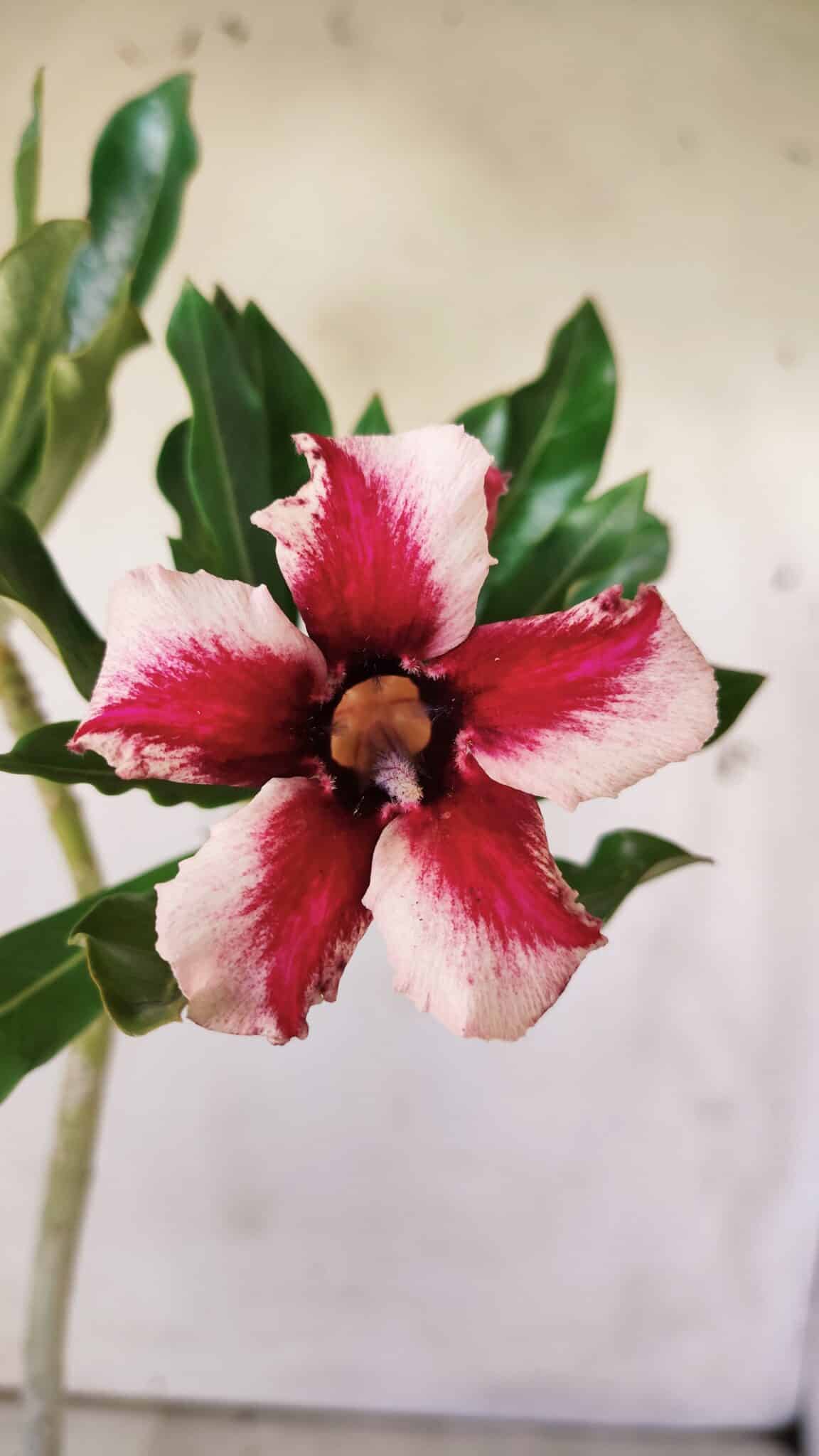 Planta Simples 2728 – 30cm – 02 anos