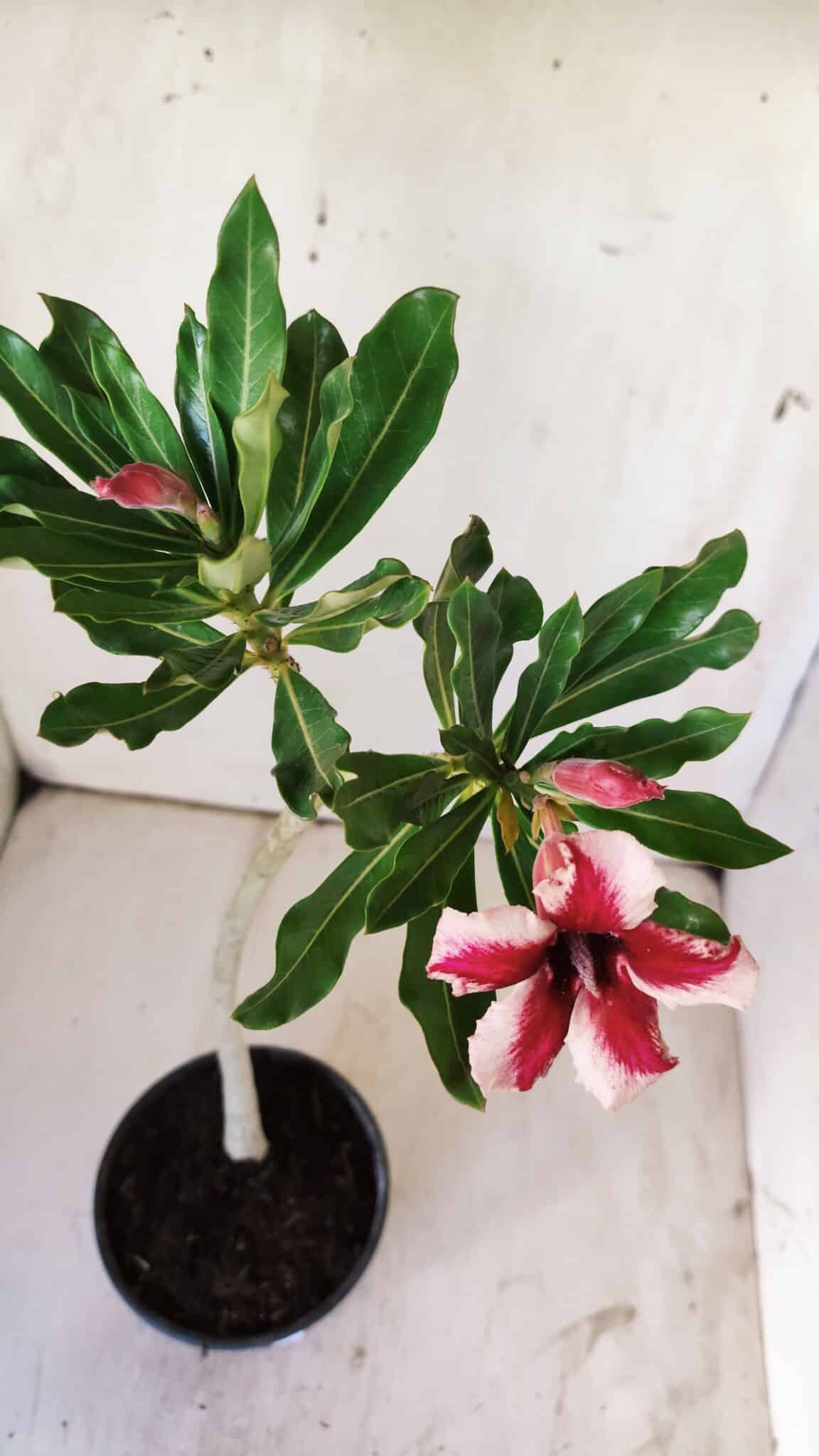 Planta Simples 2728 – 30cm – 02 anos