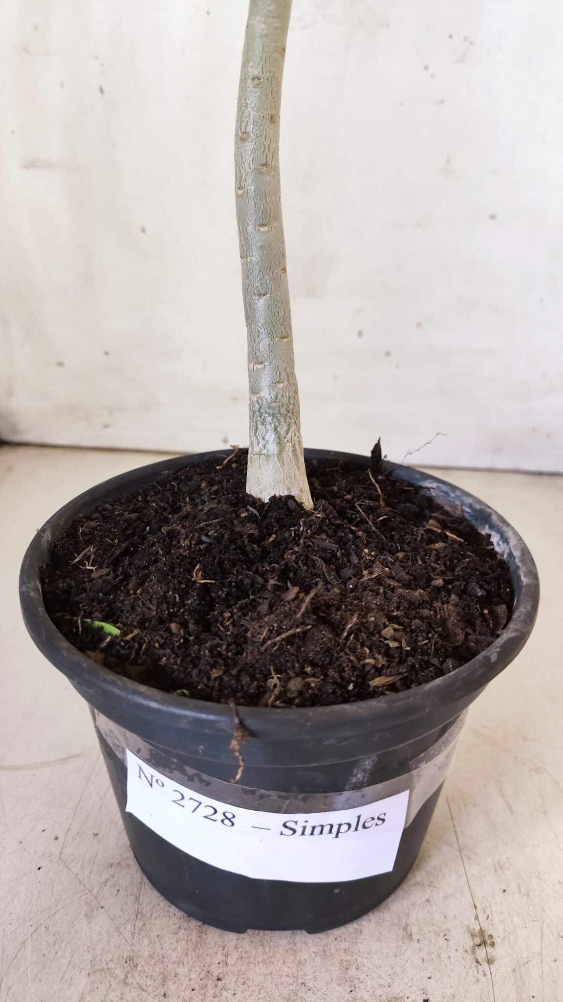 Planta Simples 2728 – 30cm – 02 anos