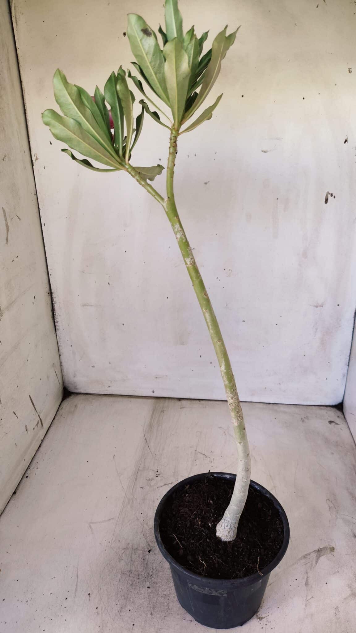 Planta Simples 2728 – 30cm – 02 anos