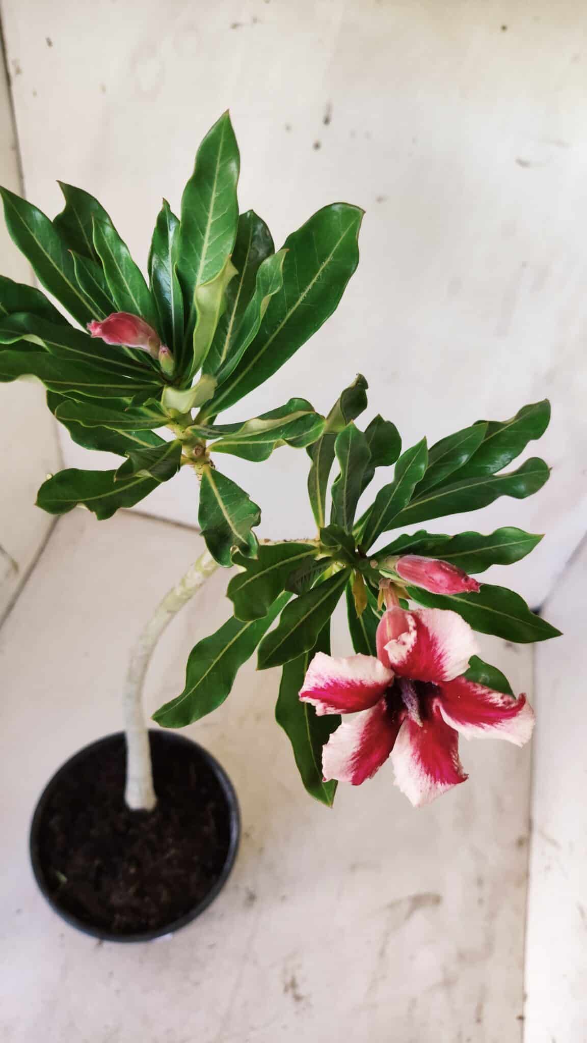 Planta Simples 2728 – 30cm – 02 anos
