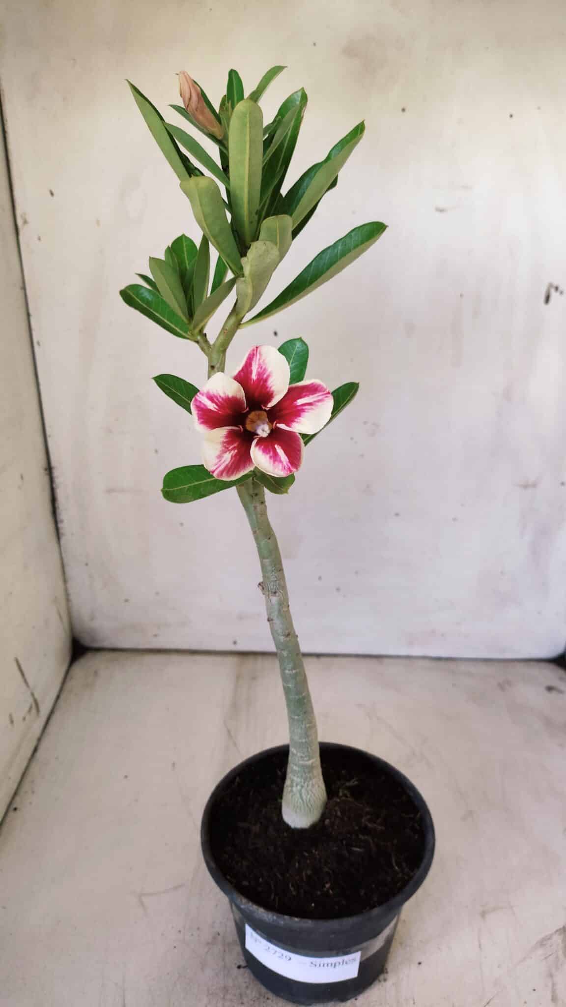 Planta Simples 2729 – 30cm – 02 anos