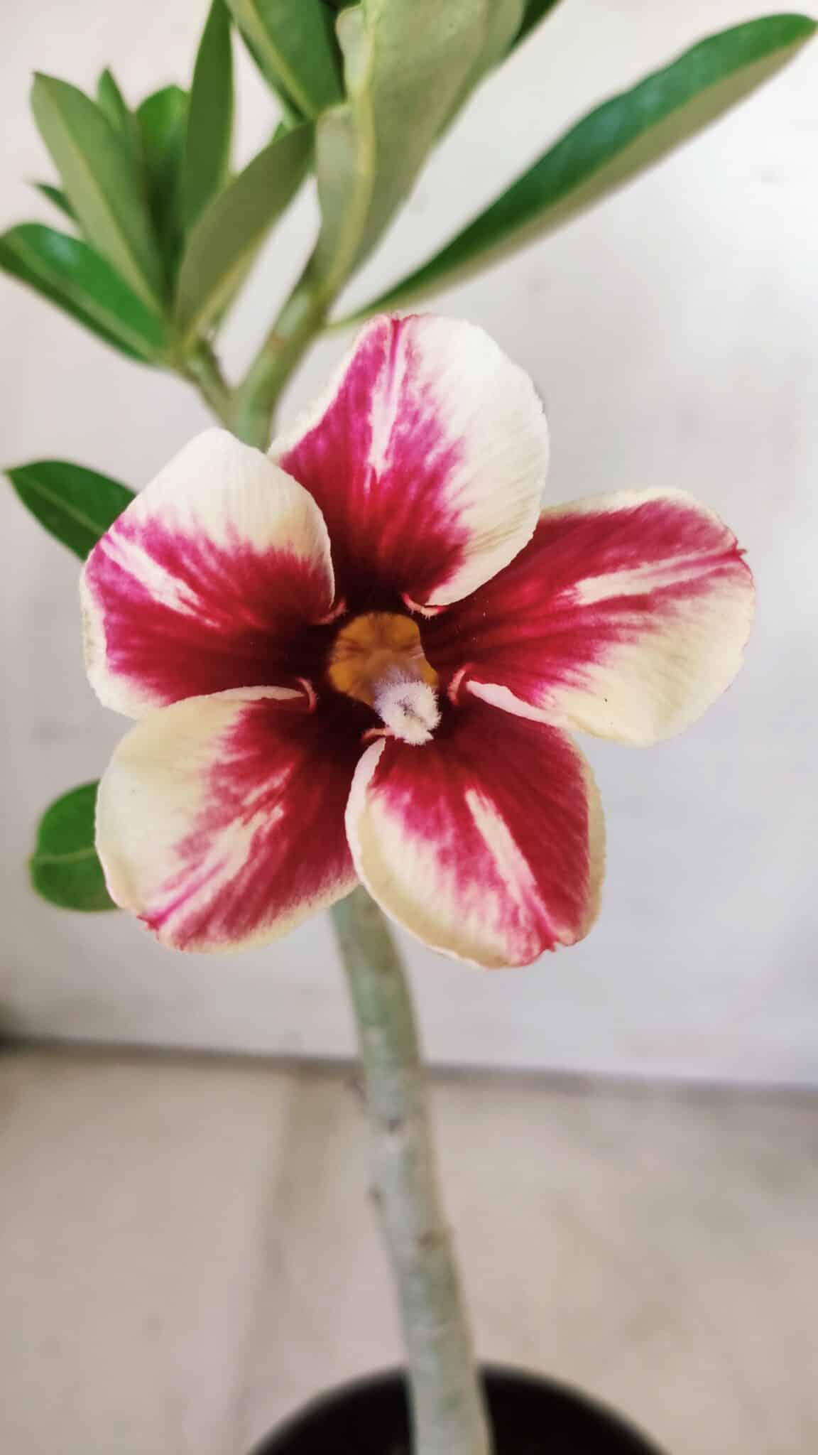 Planta Simples 2729 – 30cm – 02 anos