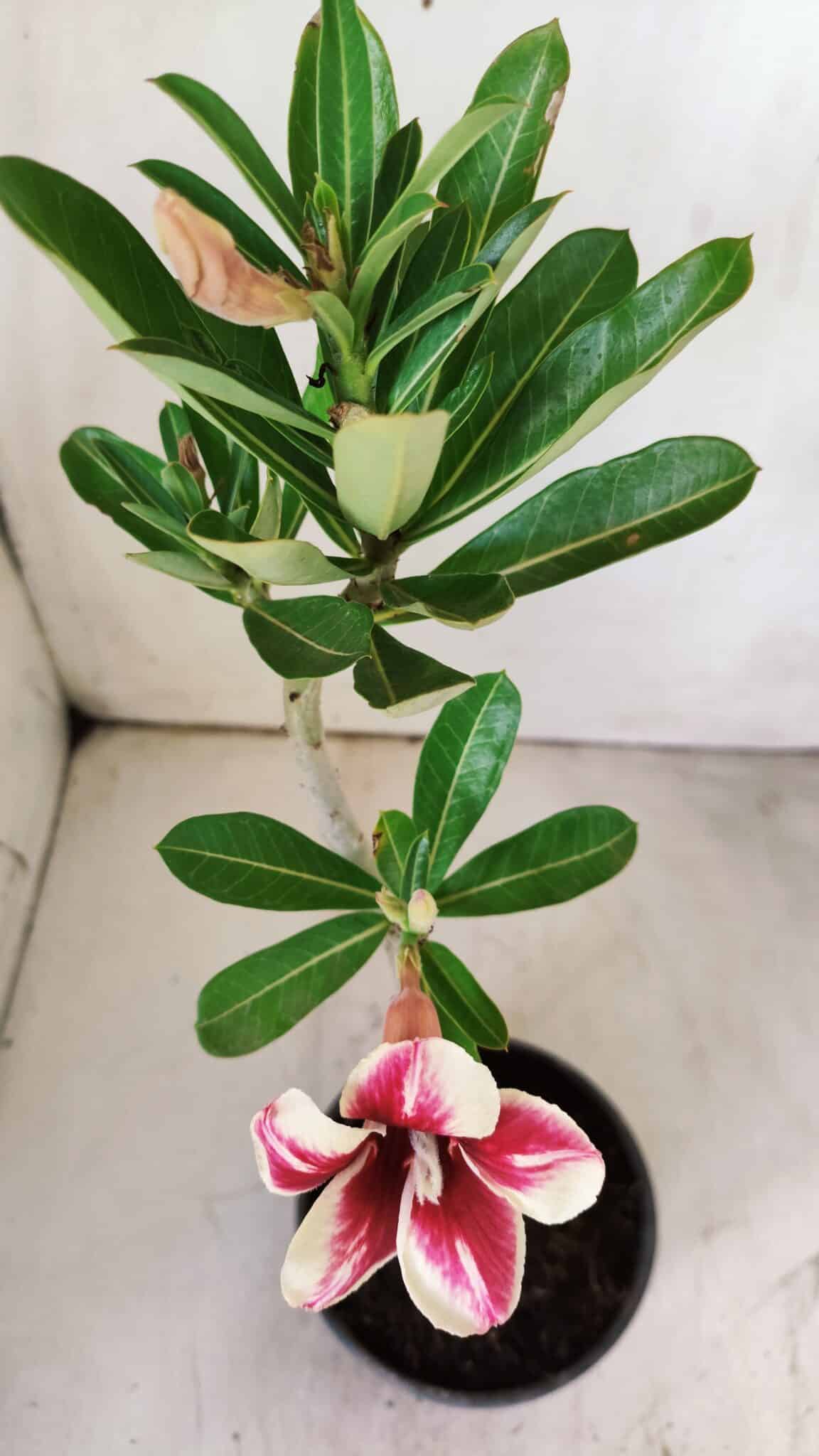 Planta Simples 2729 – 30cm – 02 anos