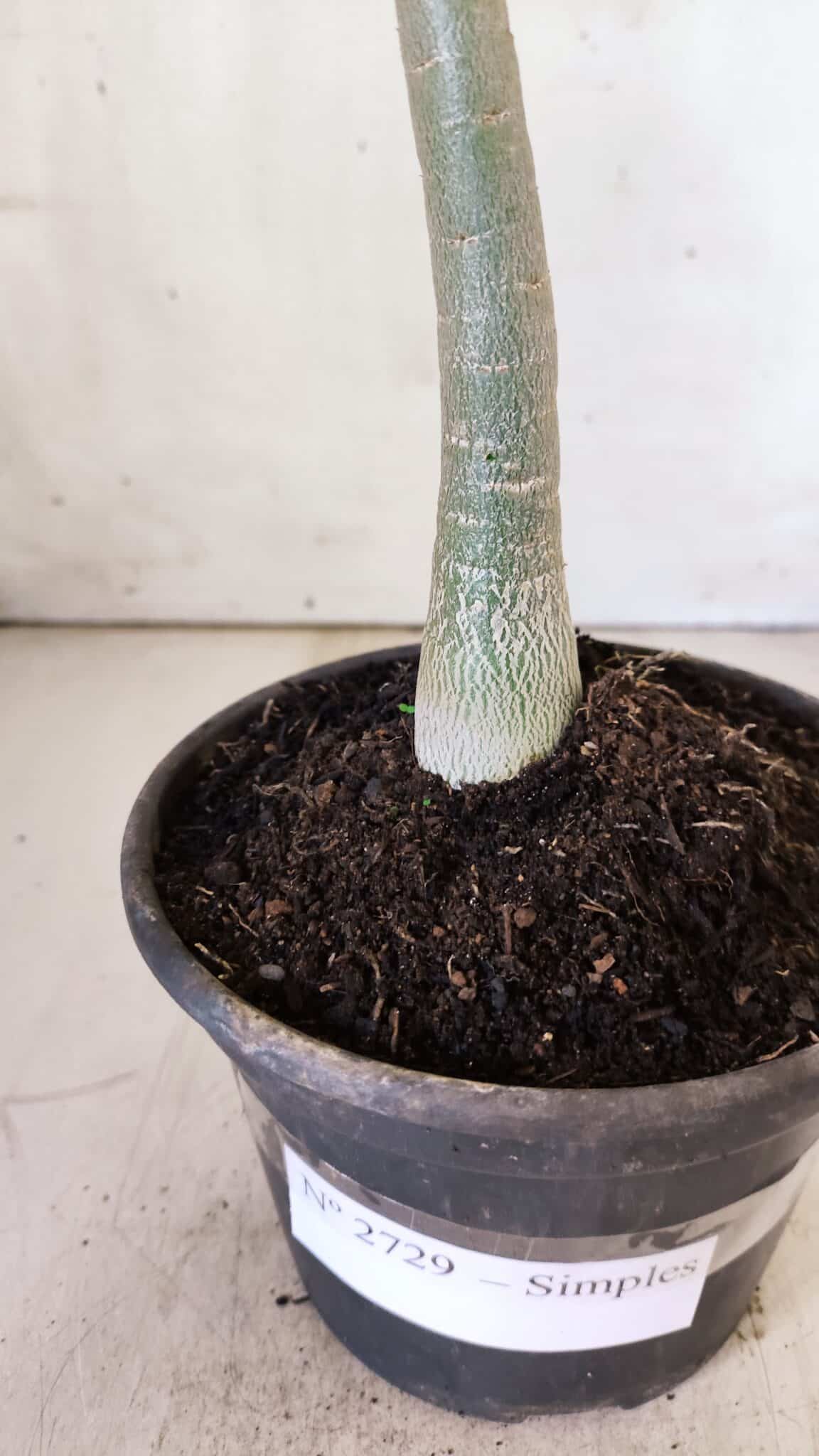 Planta Simples 2729 – 30cm – 02 anos