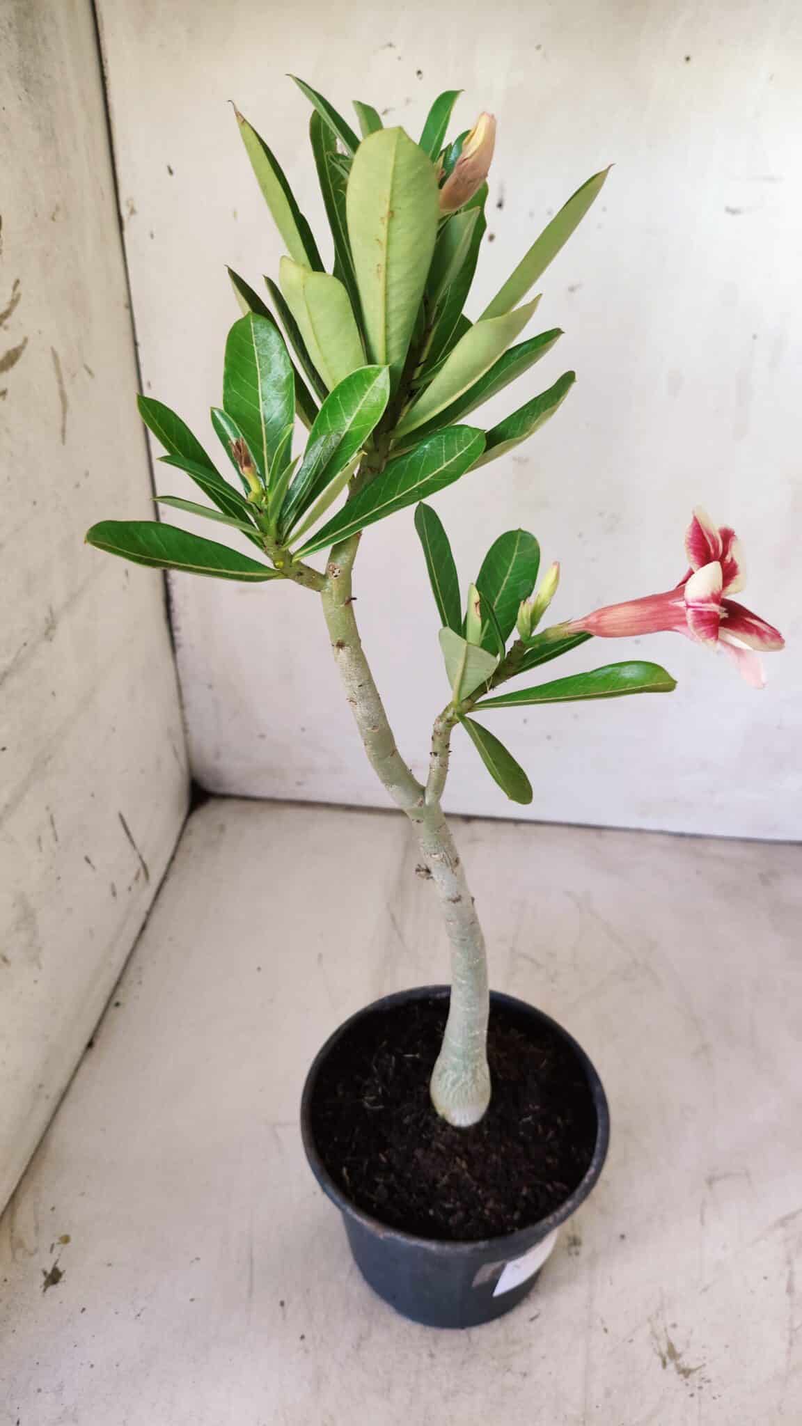Planta Simples 2729 – 30cm – 02 anos