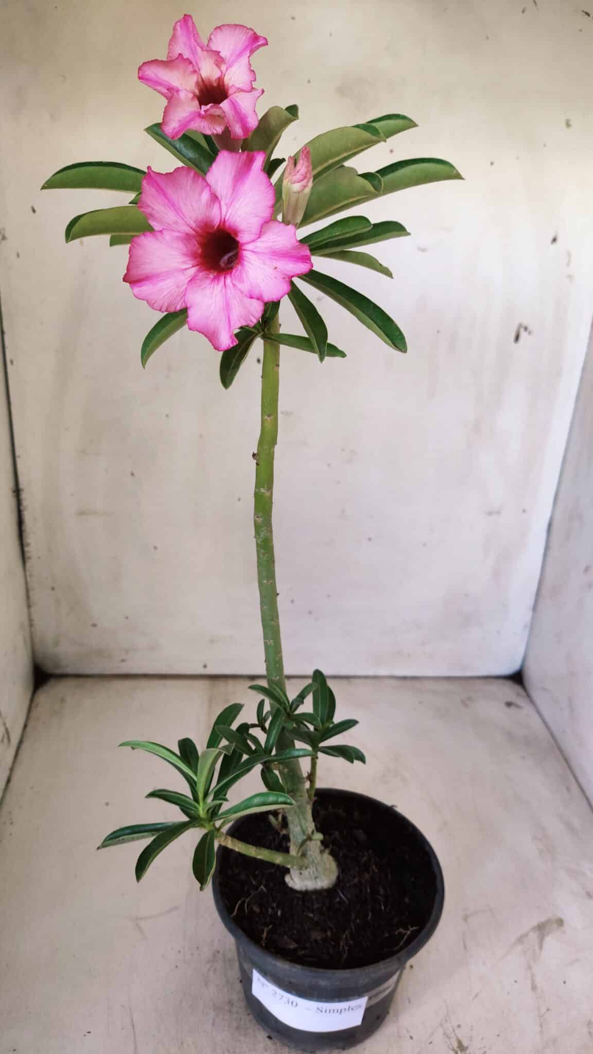 Planta Simples 2730 – 30cm – 02 anos