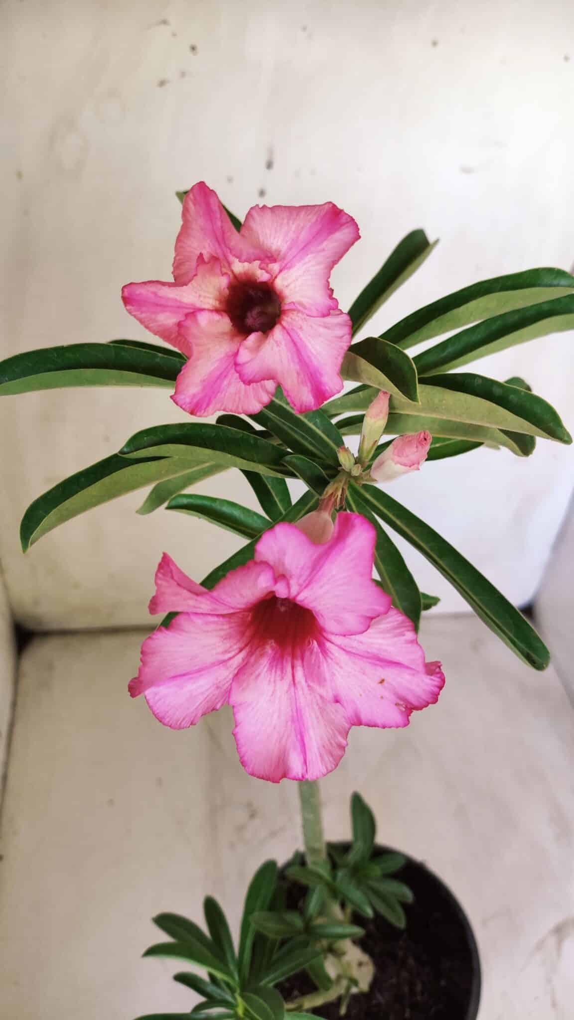 Planta Simples 2730 – 30cm – 02 anos