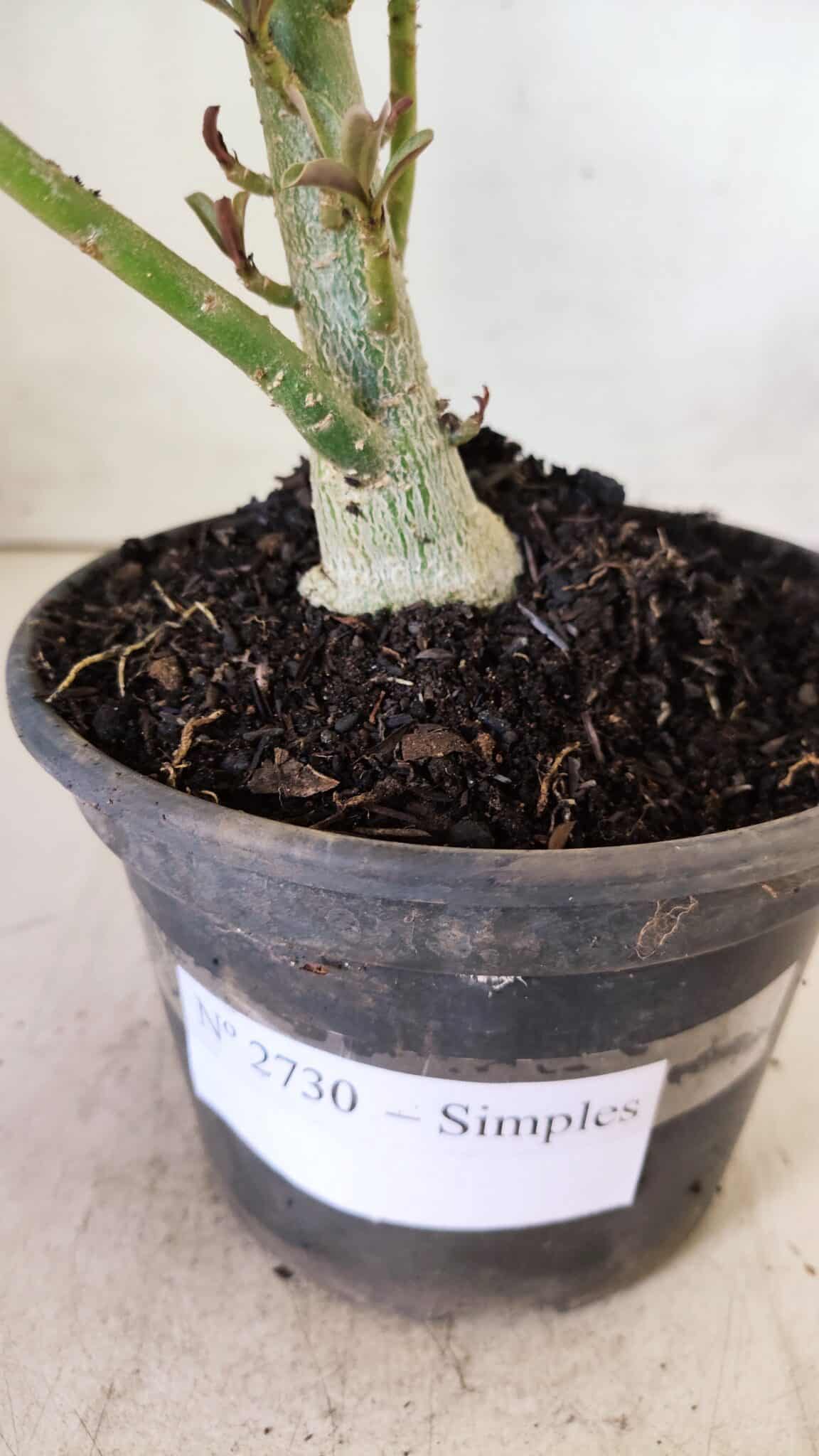 Planta Simples 2730 – 30cm – 02 anos