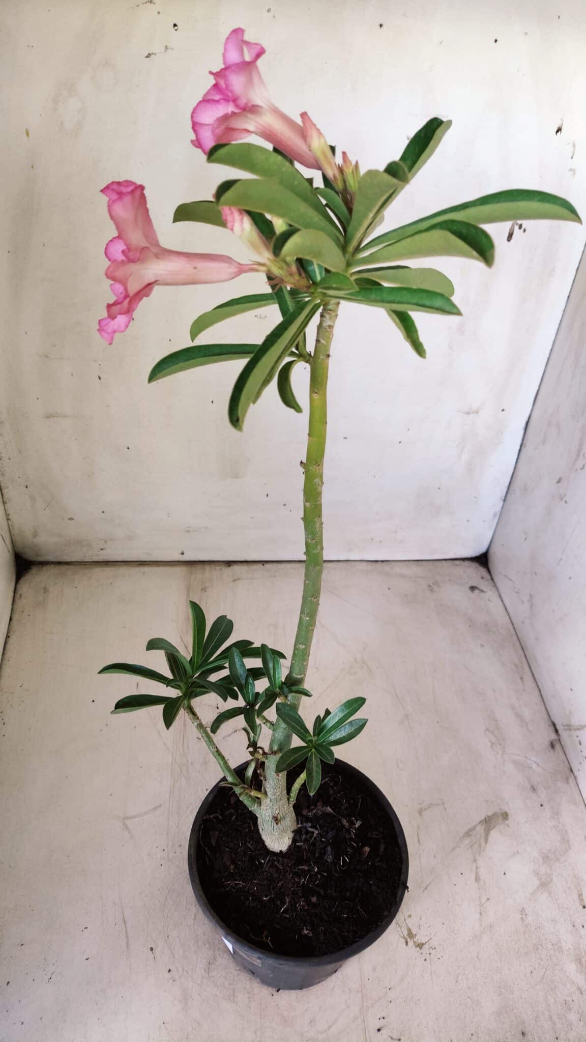 Planta Simples 2730 – 30cm – 02 anos