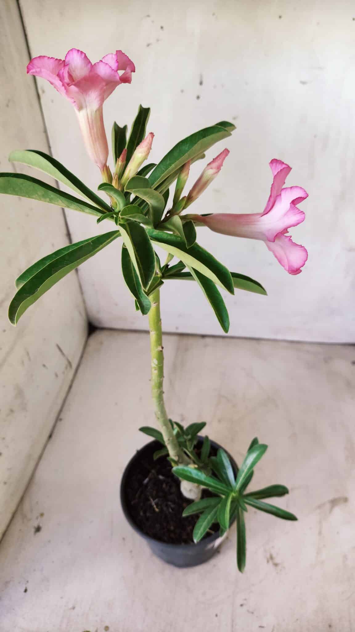Planta Simples 2730 – 30cm – 02 anos