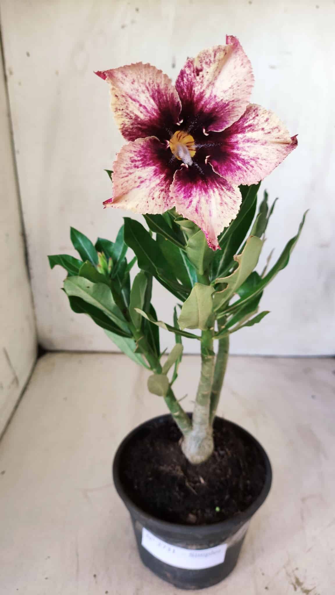 Planta Simples 2731 – 30cm – 02 anos