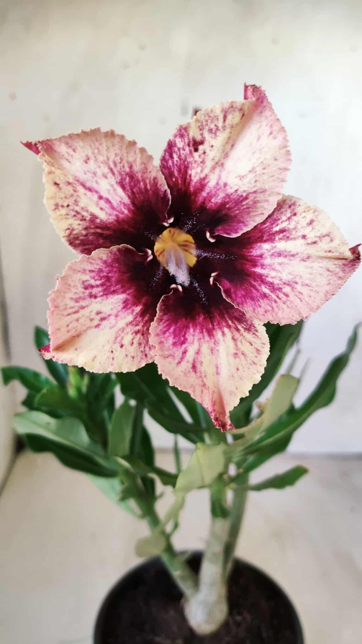 Planta Simples 2731 – 30cm – 02 anos