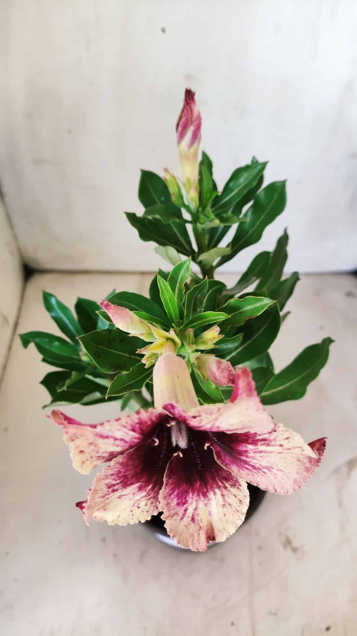 Planta Simples 2731 – 30cm – 02 anos