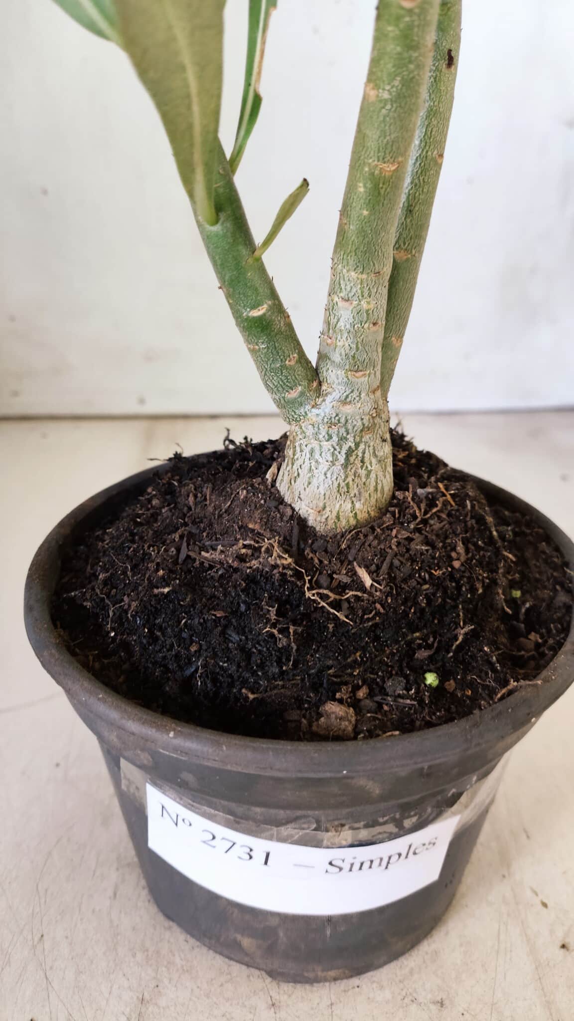 Planta Simples 2731 – 30cm – 02 anos